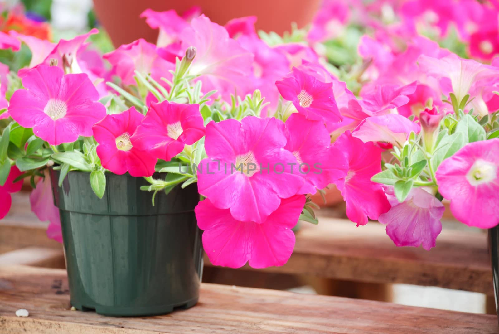 Pink Petunia, Petunias in the black pot, Pink petunia on a wood shelf. Selective focus.