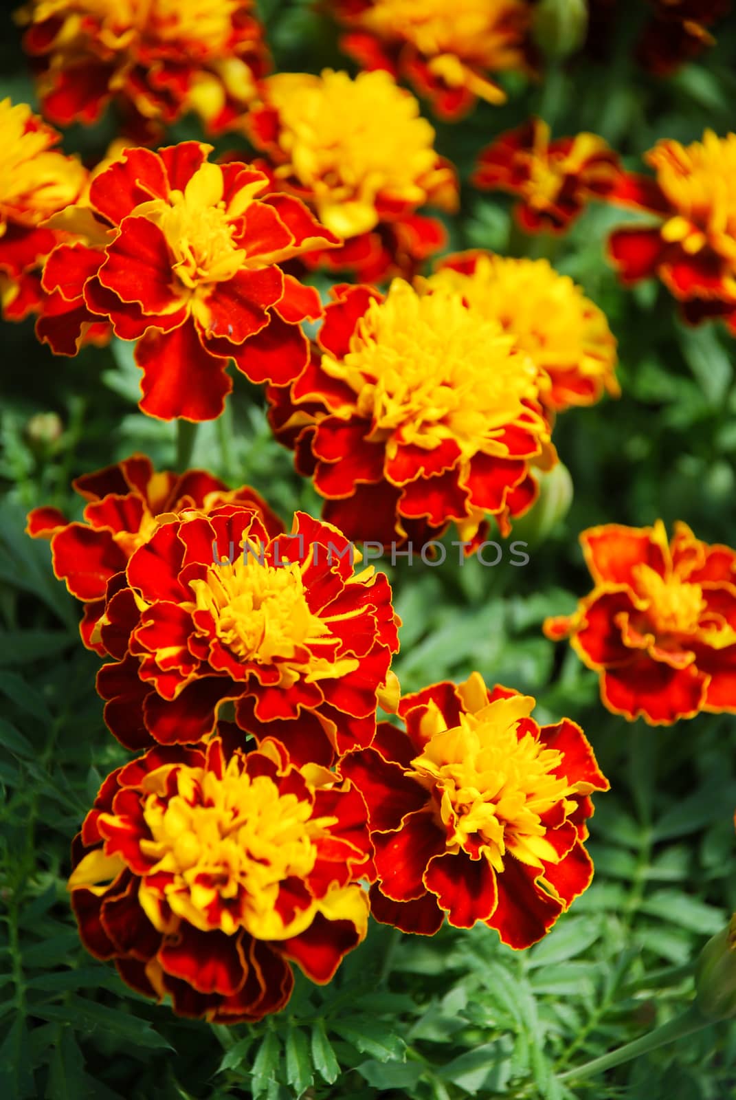 Tagetes patula French marigold in bloom, orange yellow flowers, green leaves, pot plant