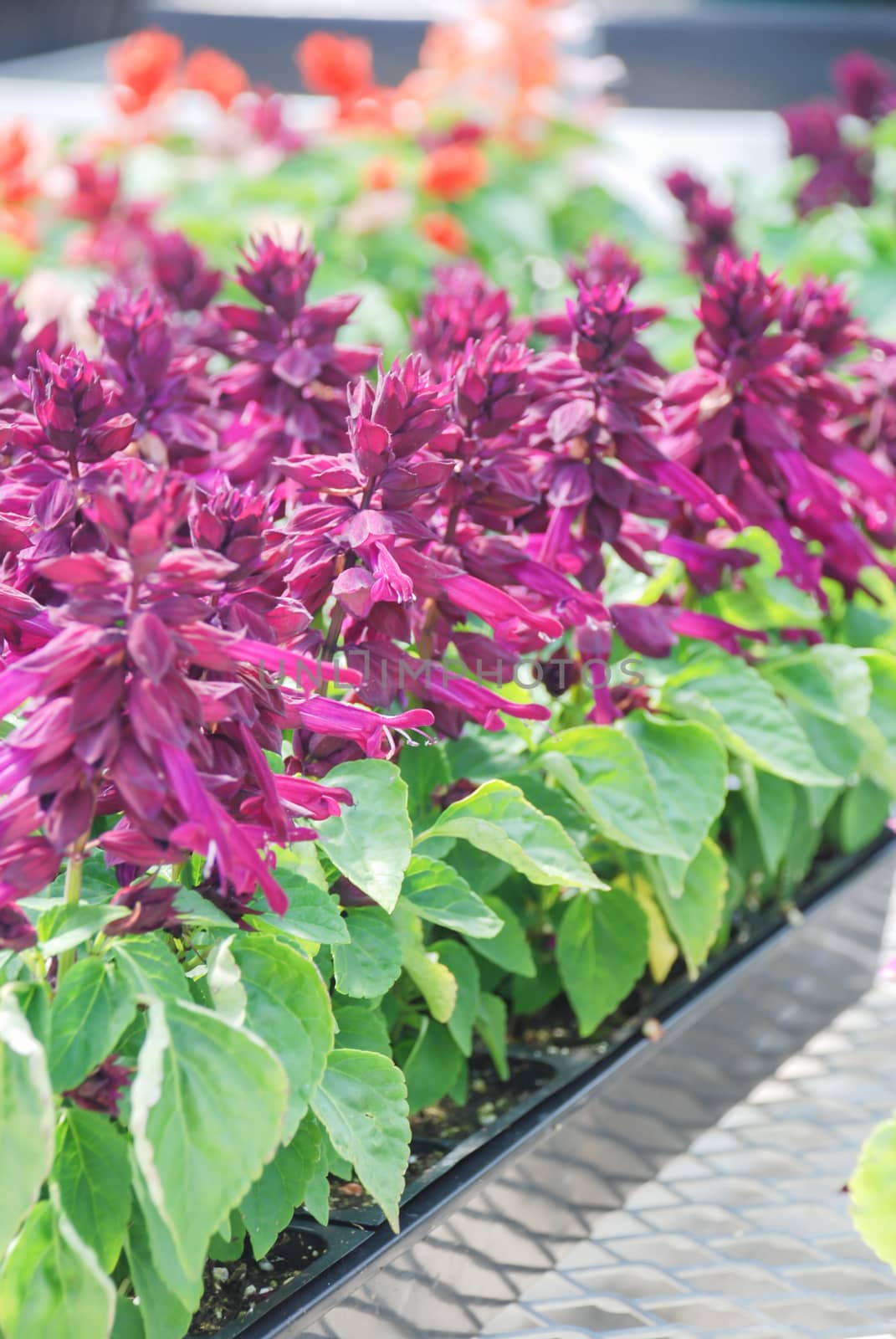 Purple Salvia Splendens, Red flower plants in the black tray by yuiyuize