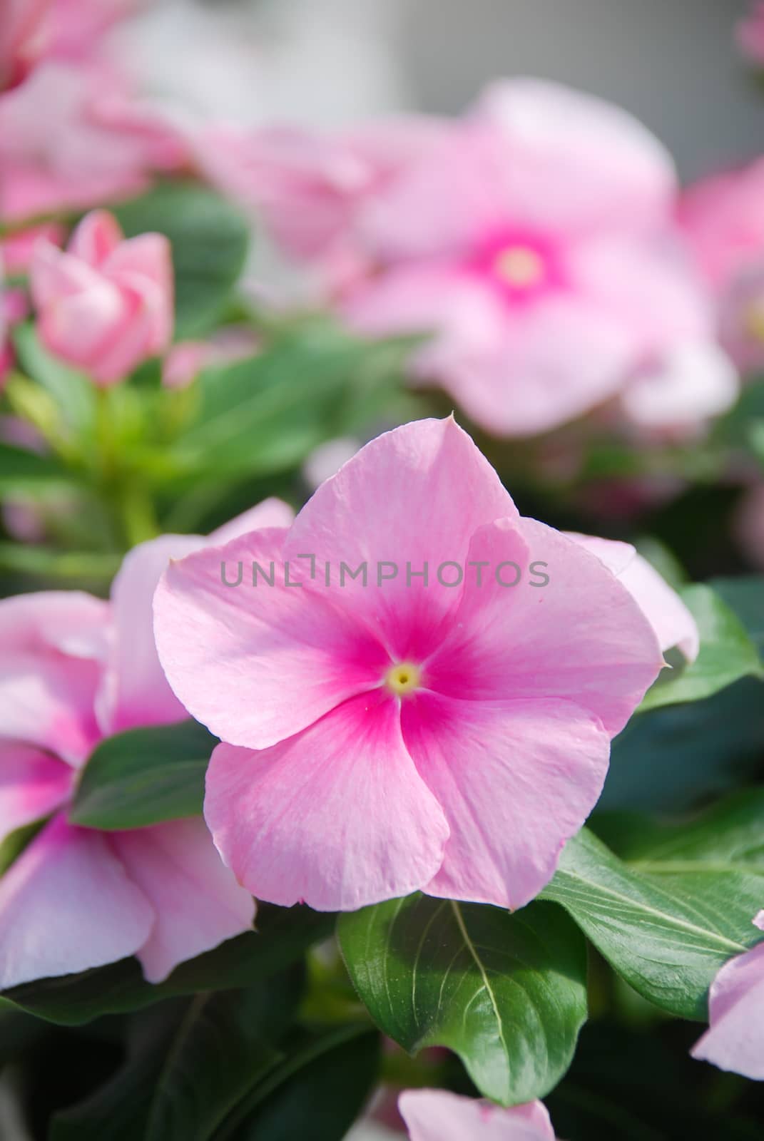 foliage vinca flowers, rose pink vinca flowers (Madagascar periwinkle), potted vinca