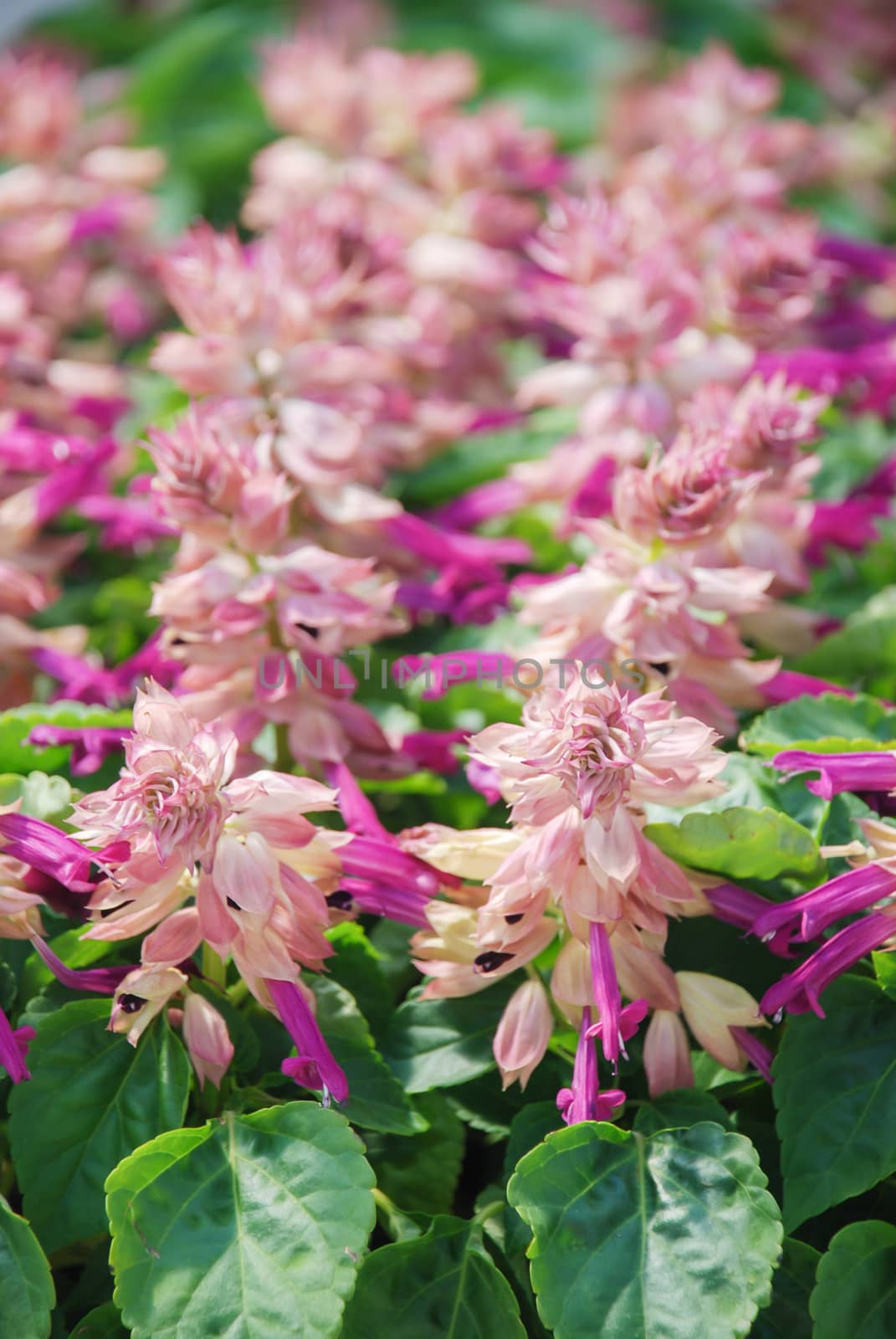 Purple Salvia Splendens, Red flower pot plants in the black tray