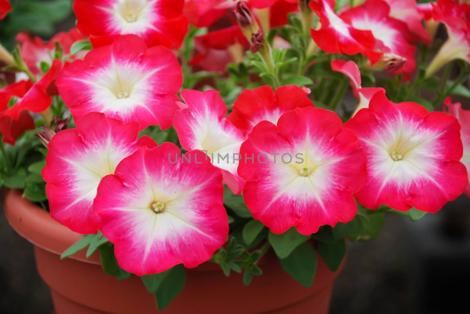 Petunia, Petunias in the tray,Petunia in the pot by yuiyuize