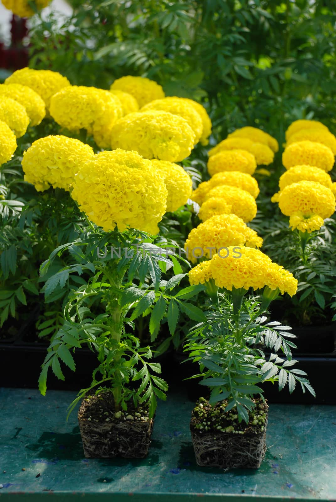 Marigolds Yellow Color (Tagetes erecta, Mexican marigold, Aztec marigold, African marigold), marigold pot plant