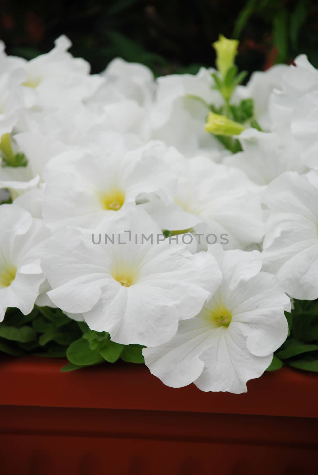 Petunia, Petunias in the tray,Petunia in the pot, white petunia