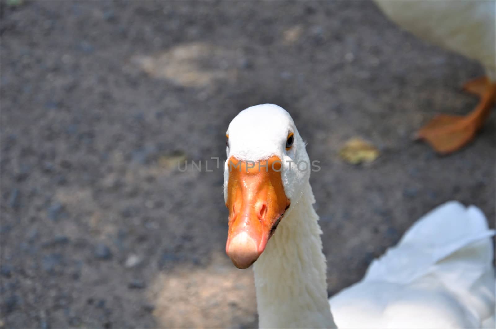 A close up of a white goose head against a grey background