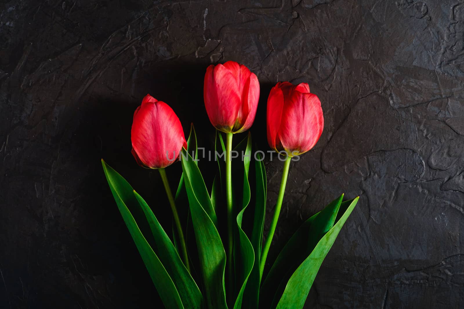Red bunch of tulip flowers on textured black background, top view copy space