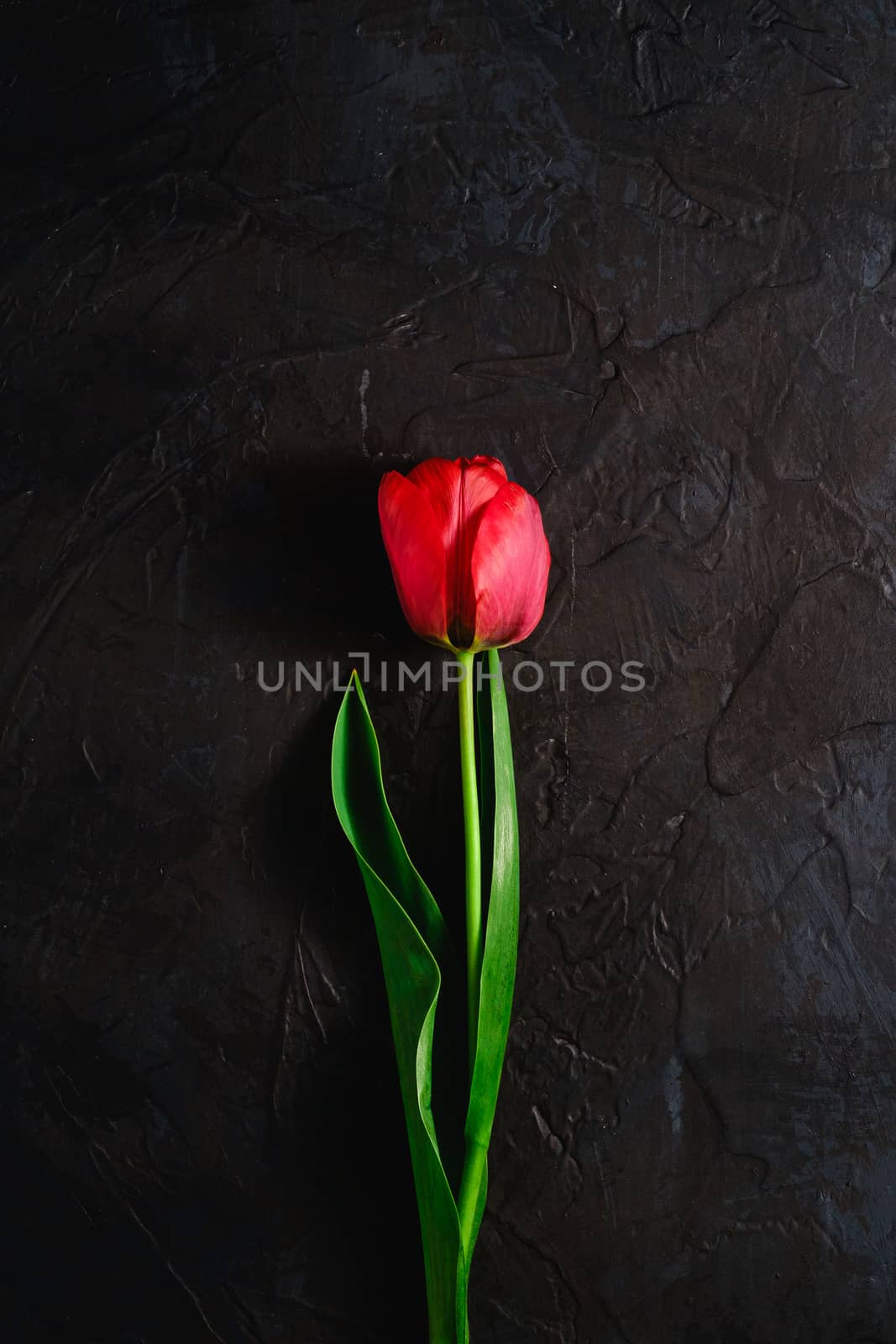Single red tulip flower on textured black background, top view copy space