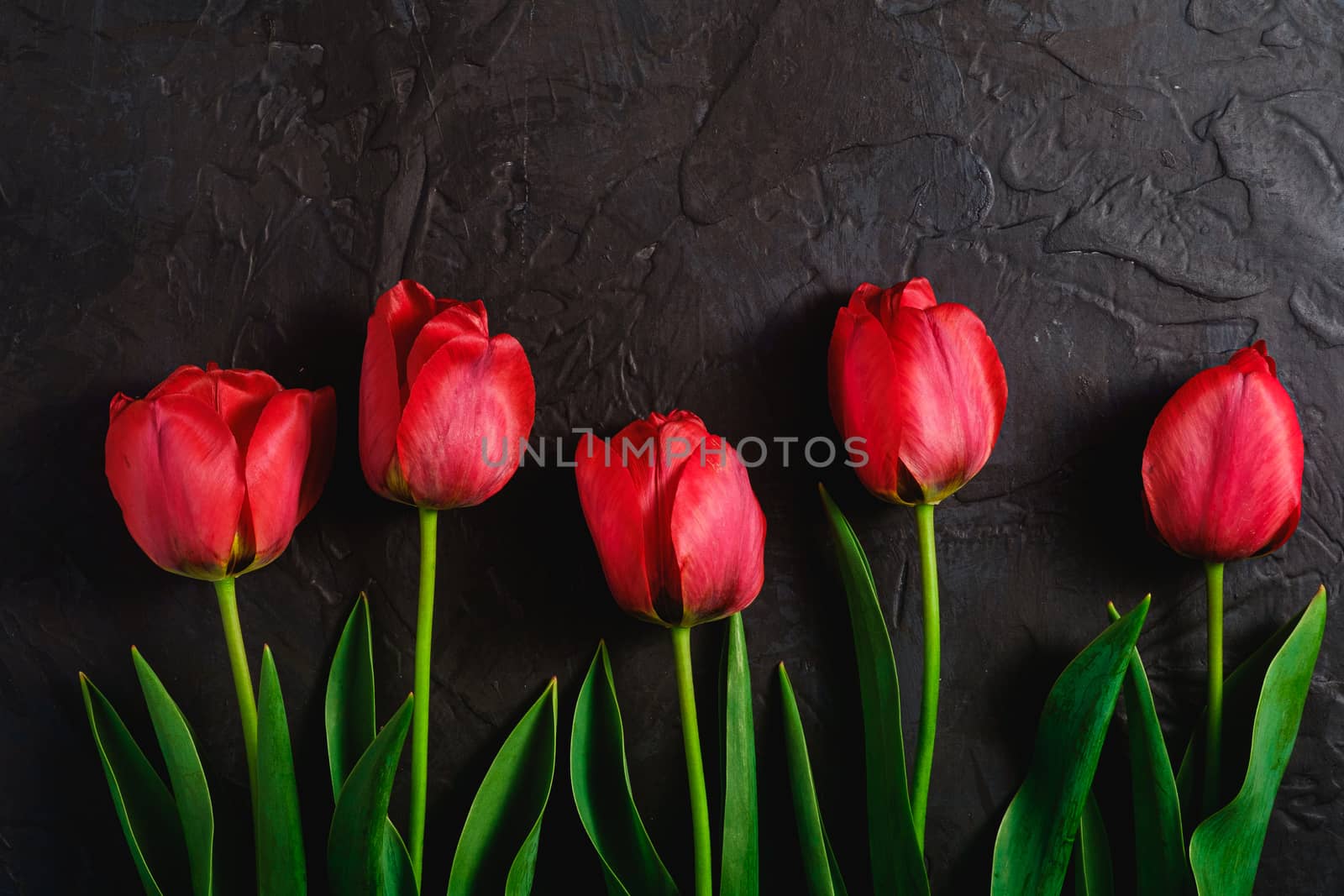 Row of tulip flowers on textured black background, top view copy space
