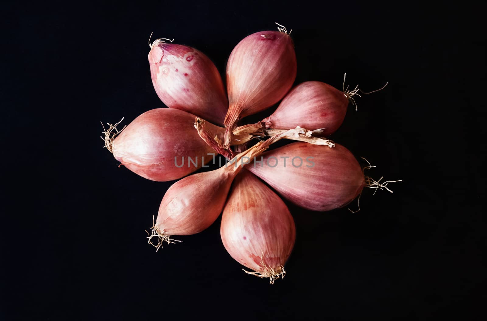 A beautiful bunch of shallots on a dark background , bulbs bright and copper  ,top view ,studio shot , geometric composition