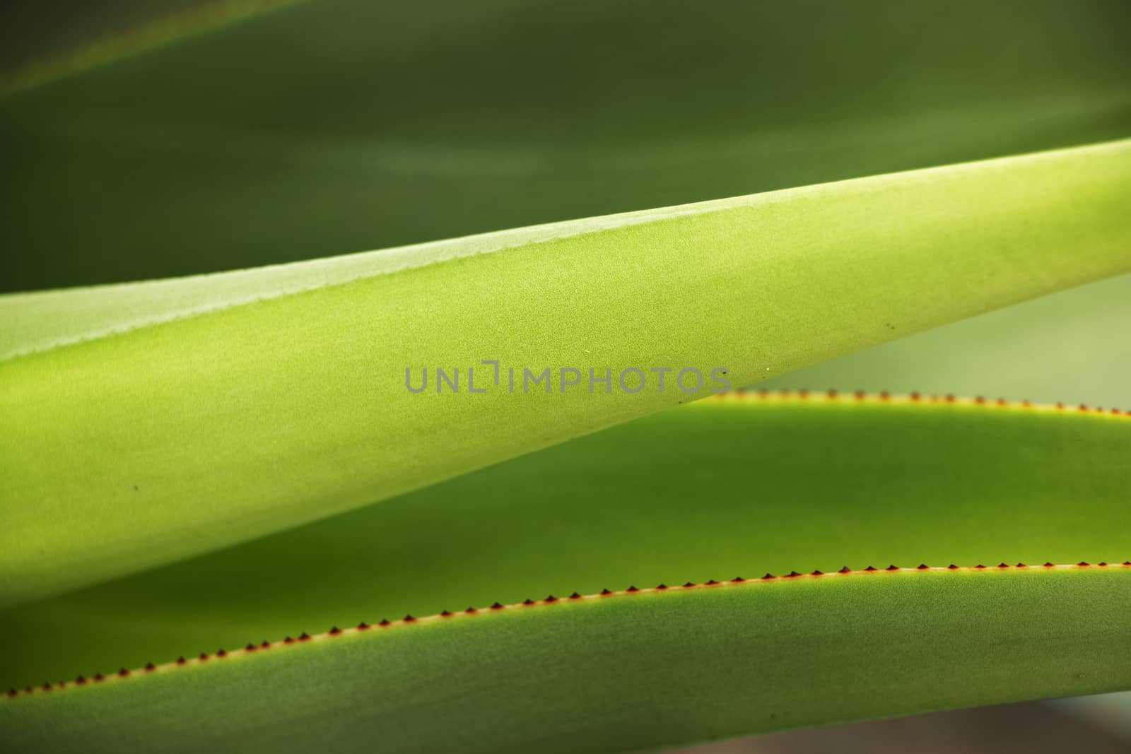 Attractive agave green leaves ,different green shades against a small red leaf margin ,diagonal lines ,horizontal composition