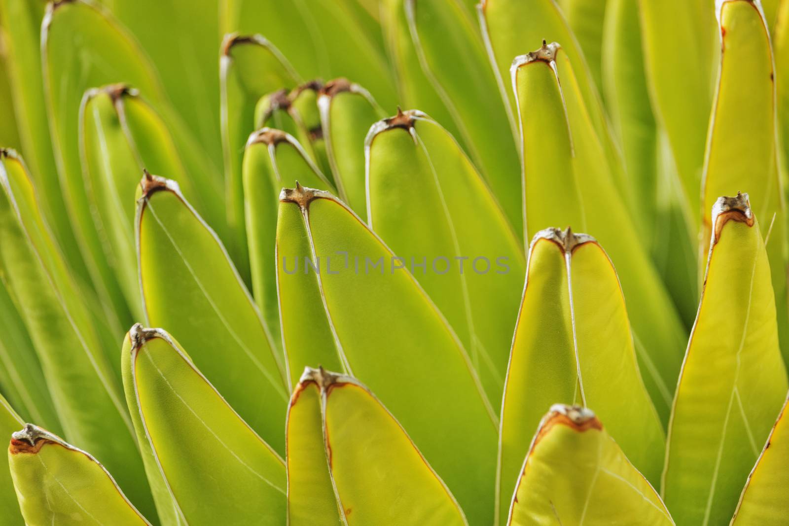 Agave leaves detail ,green-yellow color gradation ,sunlight ,light contrast ,horizontal composition