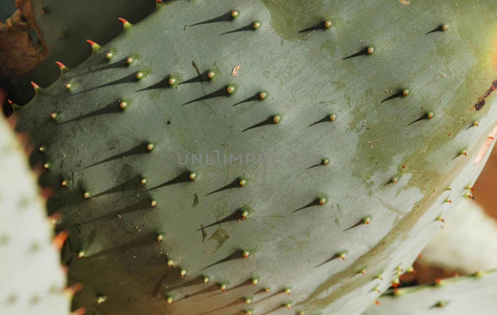 Great aloe ferox -bitter aloe-leaf ,funny shadows on the aloe leaf surface ,graphic effect ,