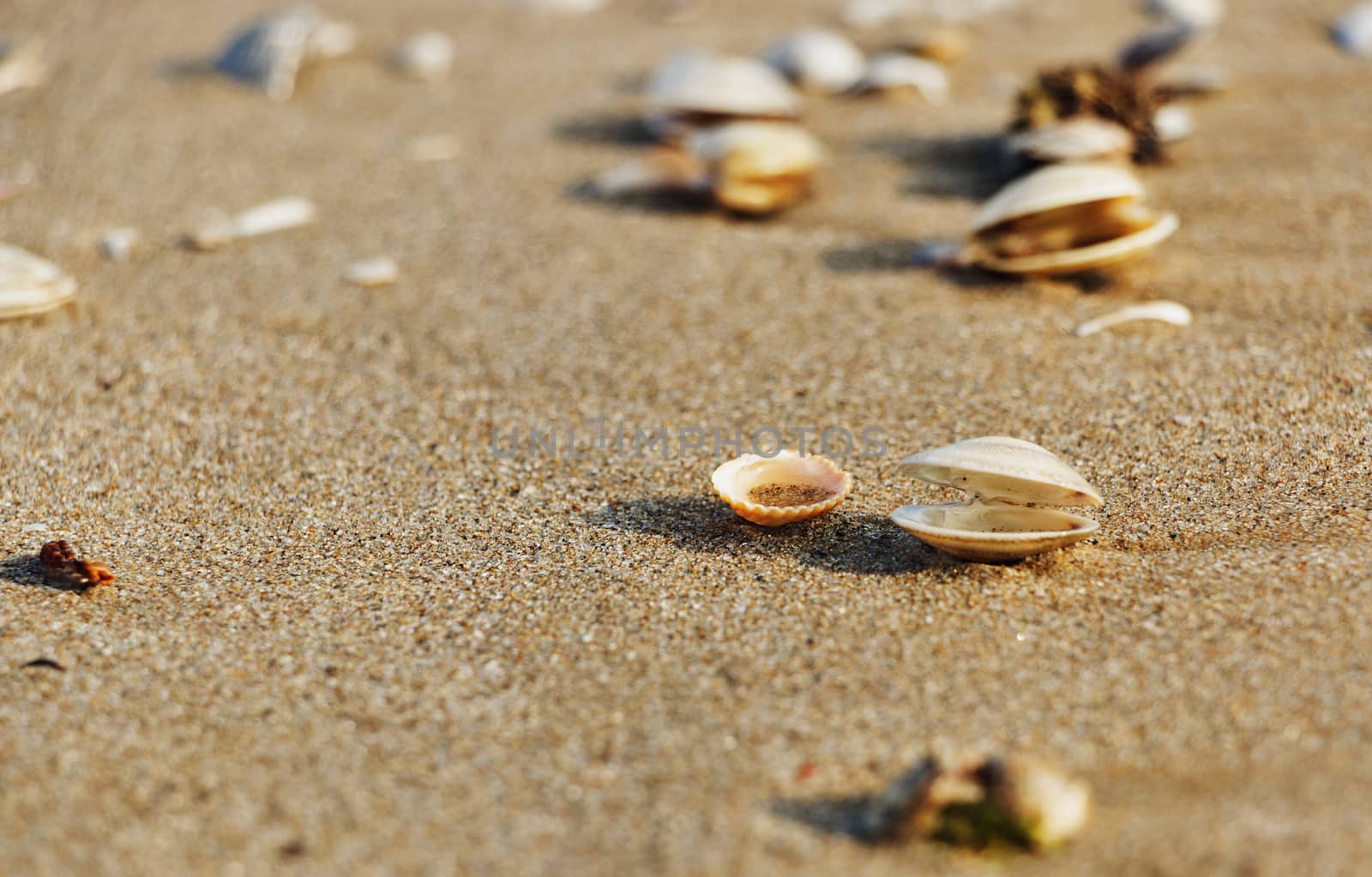 Seashells on the beach make a light shadow on the sand ,early morning ,selective focus ,horizontal composition