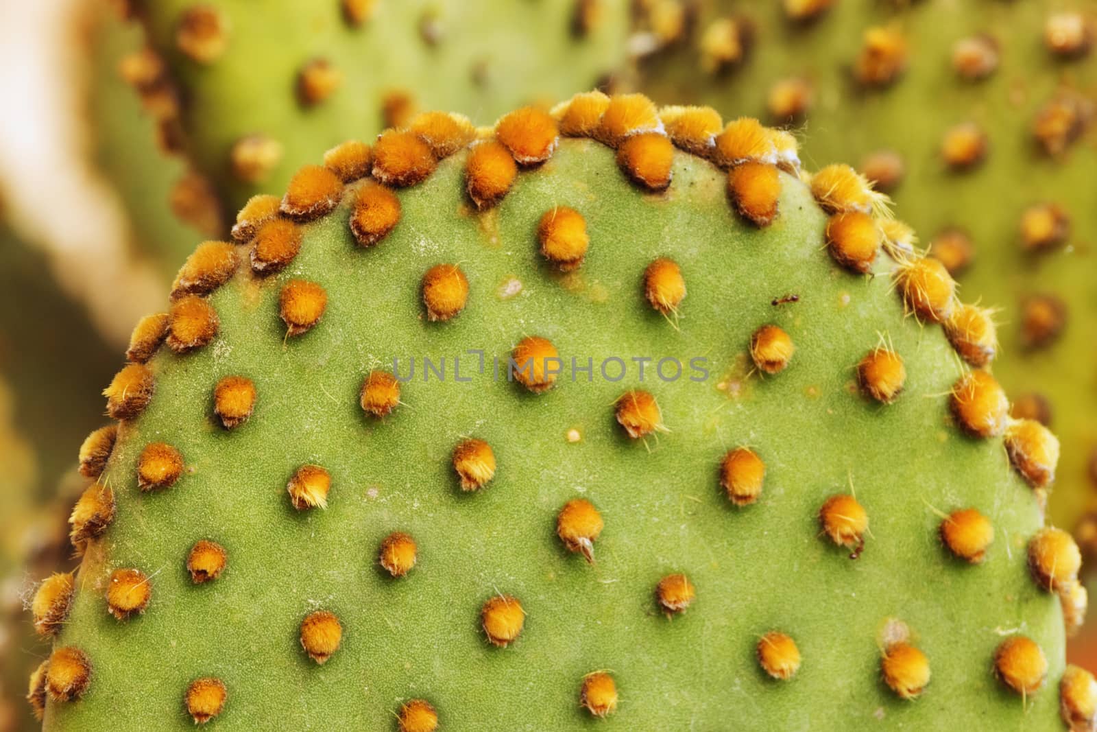 Flat rounded cladode opuntia detail ,small hairlike yellow glochids ,green -yellow color contrast