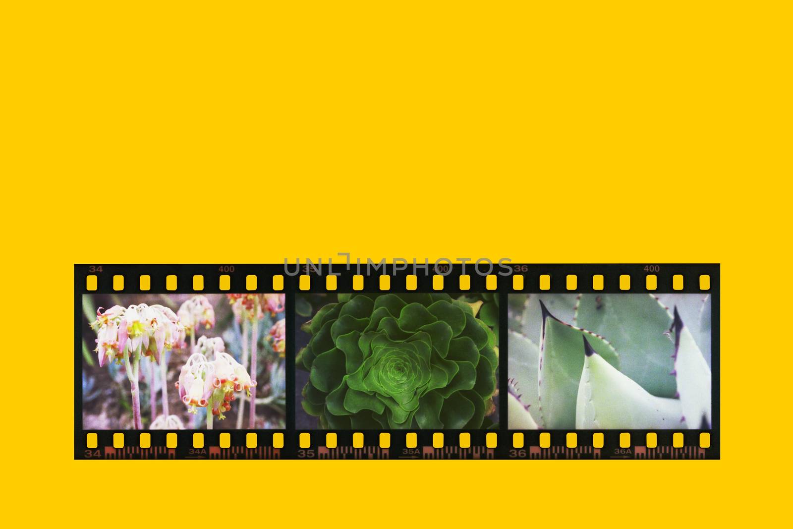 Photographic  negative film strip converted in positive colors on a yellow background.Three photos of plants obtained by a post production effect .