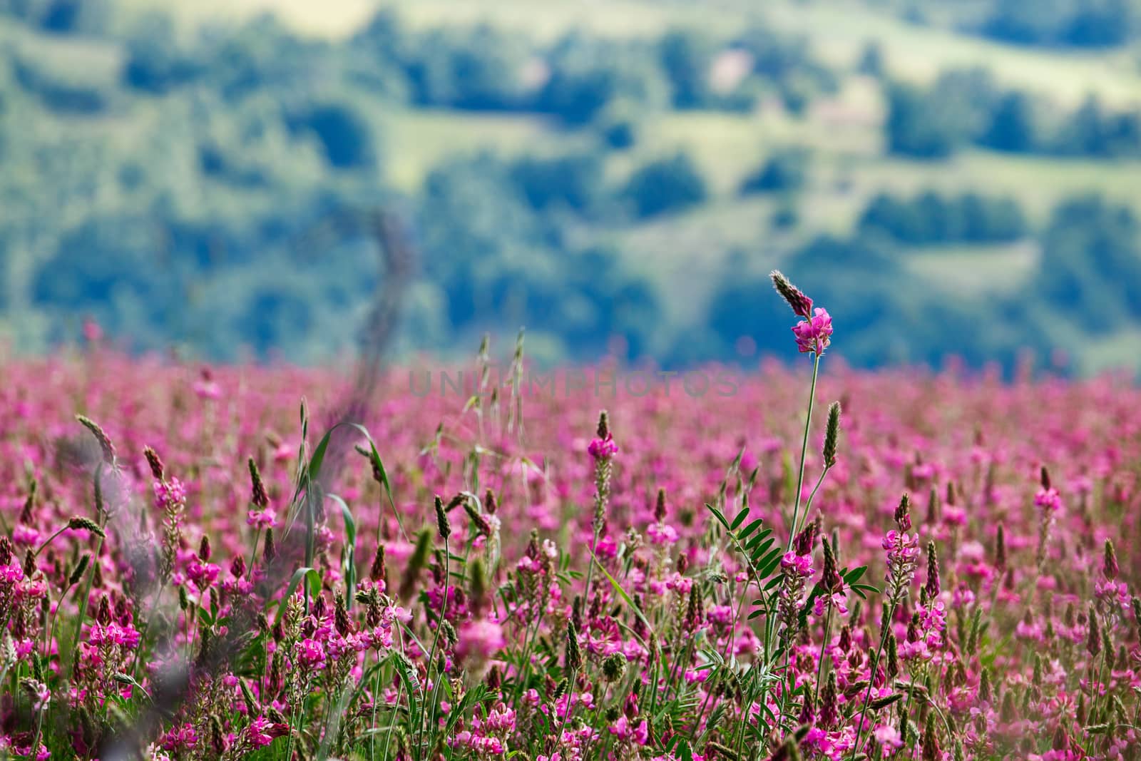 Wildflowers landscape  in the countryside, blades of grass in the foreground, mountains in the background