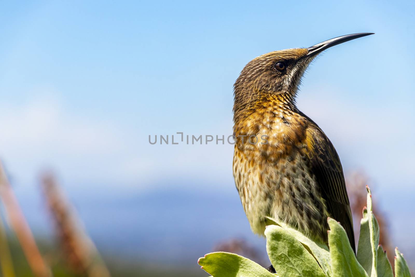 Cape sugarbird sitting on plants flowers in Kirstenbosch National Botanical Garden, Cape Town, South Africa.