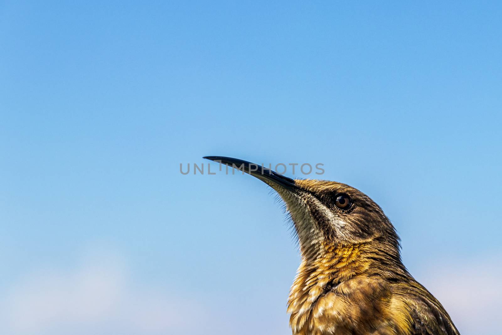 Cape sugarbird sitting on plants flowers in Kirstenbosch National Botanical Garden, Cape Town, South Africa.