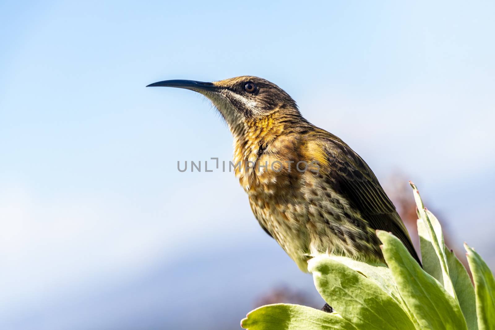 Cape sugarbird sitting on plants flowers in Kirstenbosch National Botanical Garden, Cape Town, South Africa.