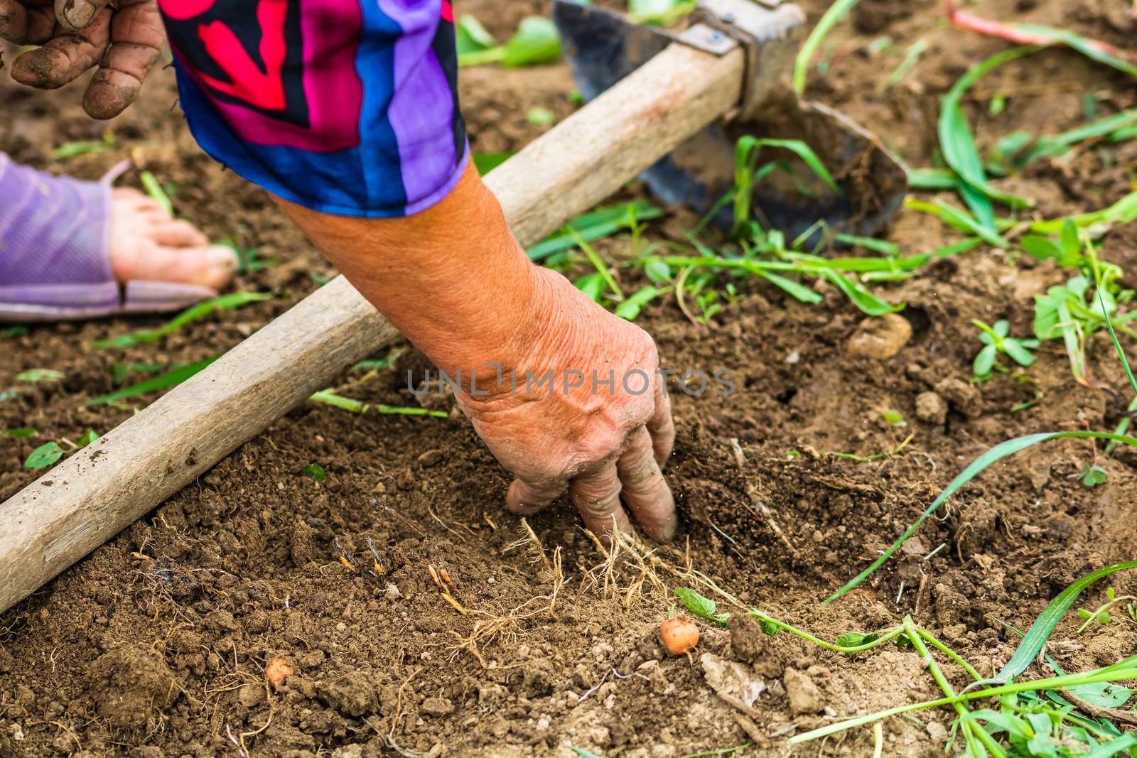 Harvesting and digging potatoes with hoe and hand in garden. Digging organic potatoes by dirty hard worked and wrinkled hand .