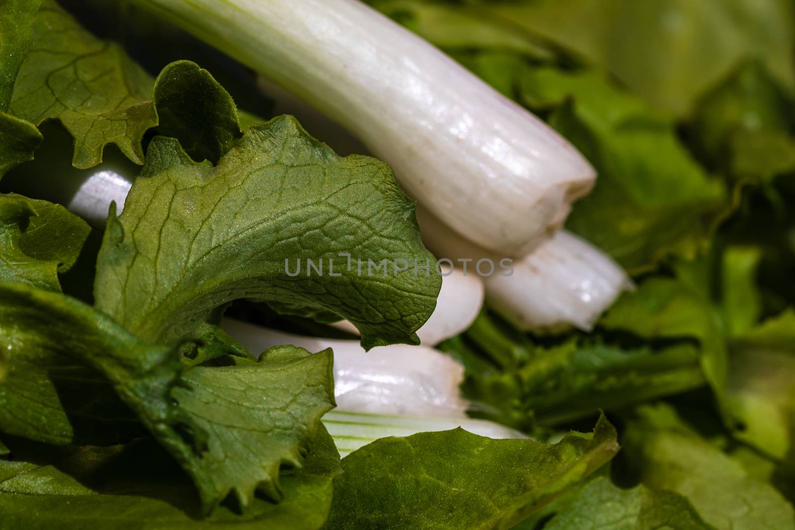 Bunch of green onions and green salad. Spring onions detail, healthy food concept