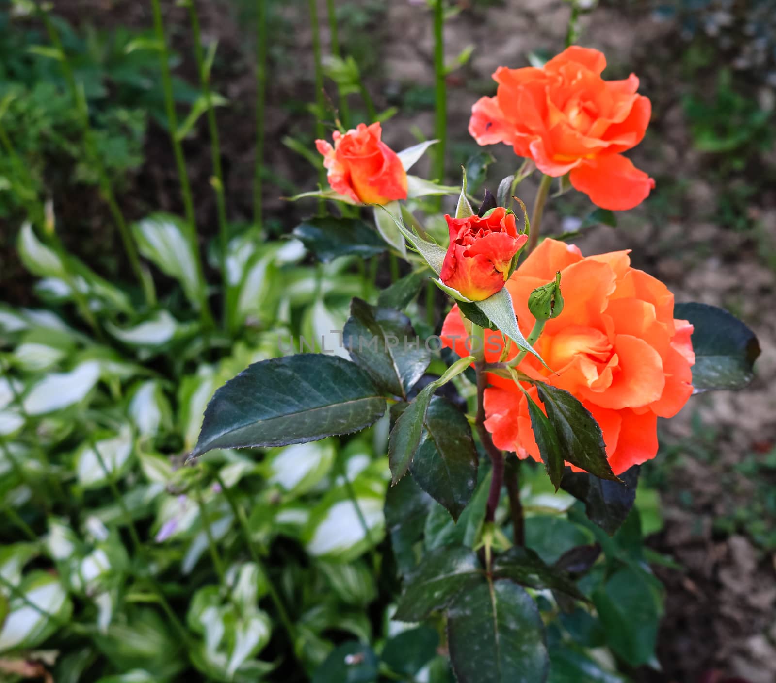 Close up of bright blooming orange rose and background of green leaves.