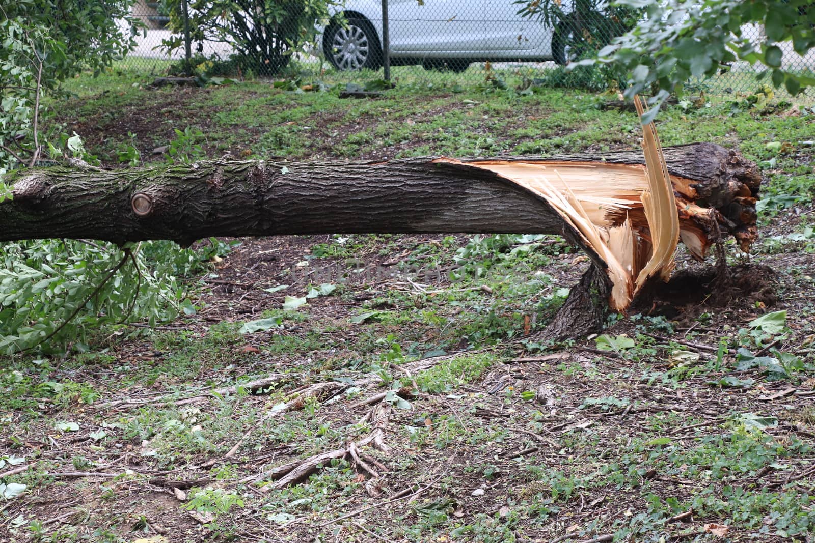 Close up of a tree down after a tornado