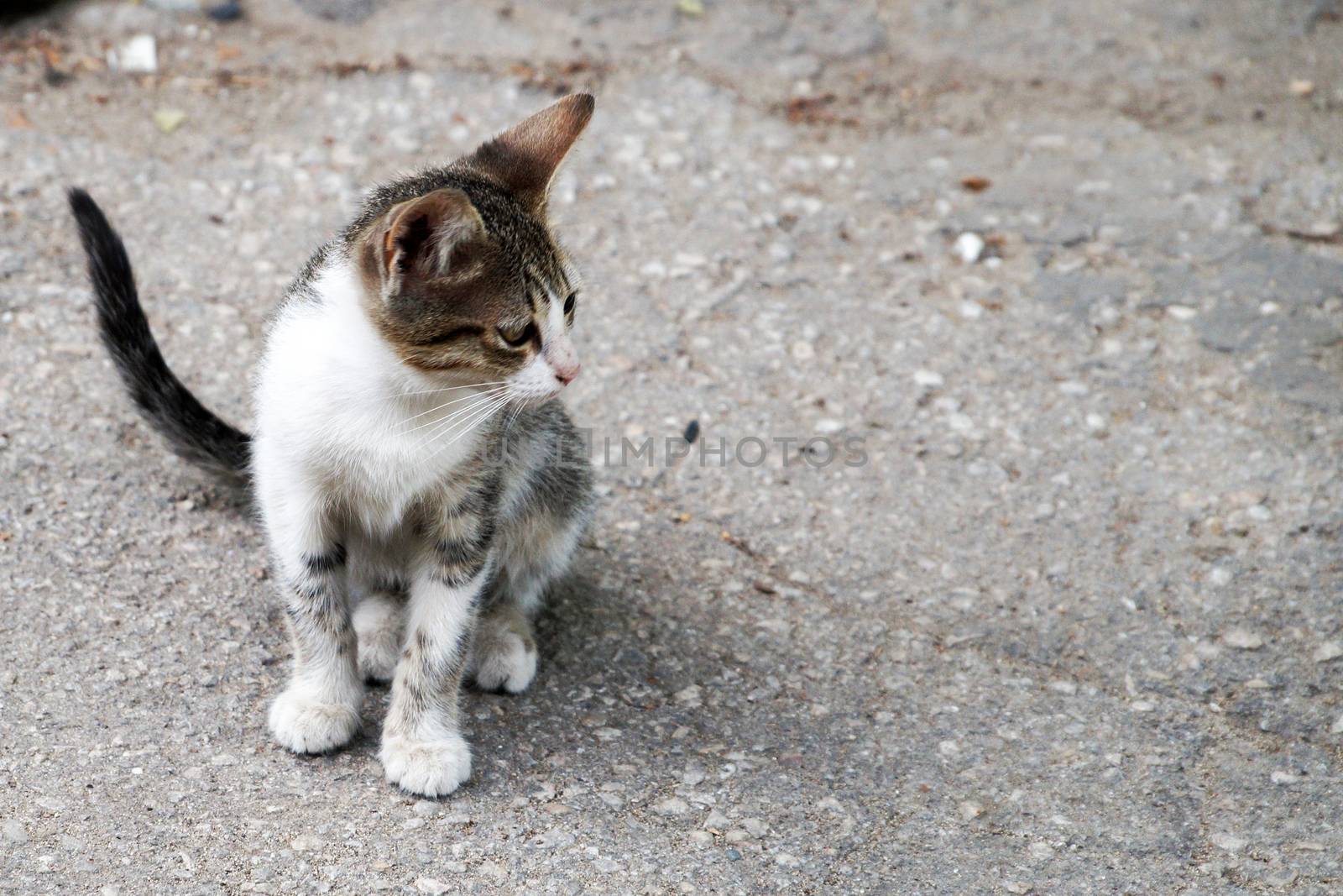 homeless black and white kitten sitting on the street by Annado