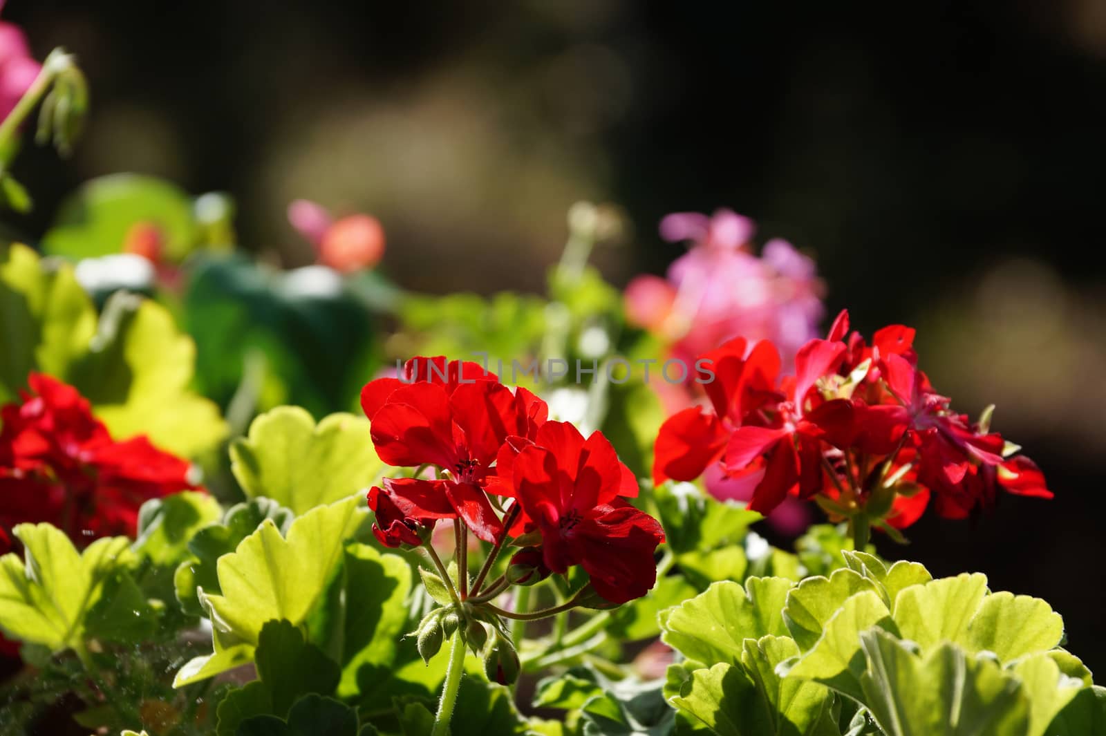 red geranium flowers close up on nature background by Annado