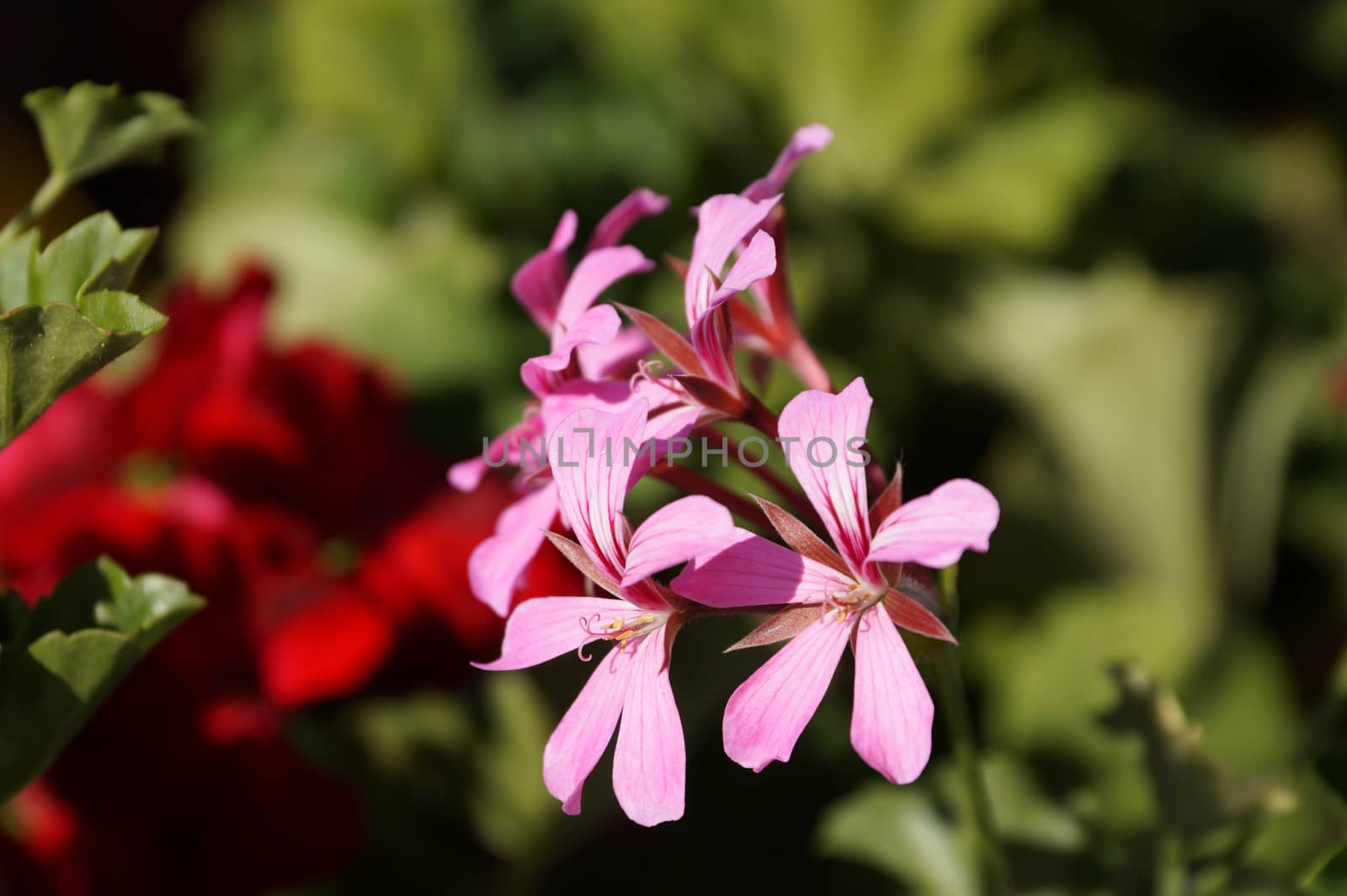 pink pelargonium close up on nature background by Annado