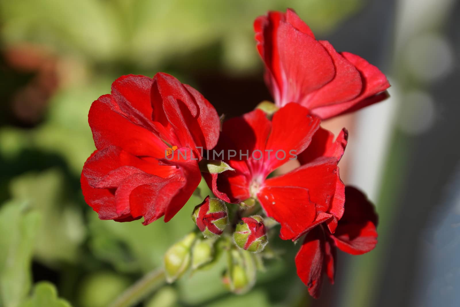 red geranium flowers close up on nature background.