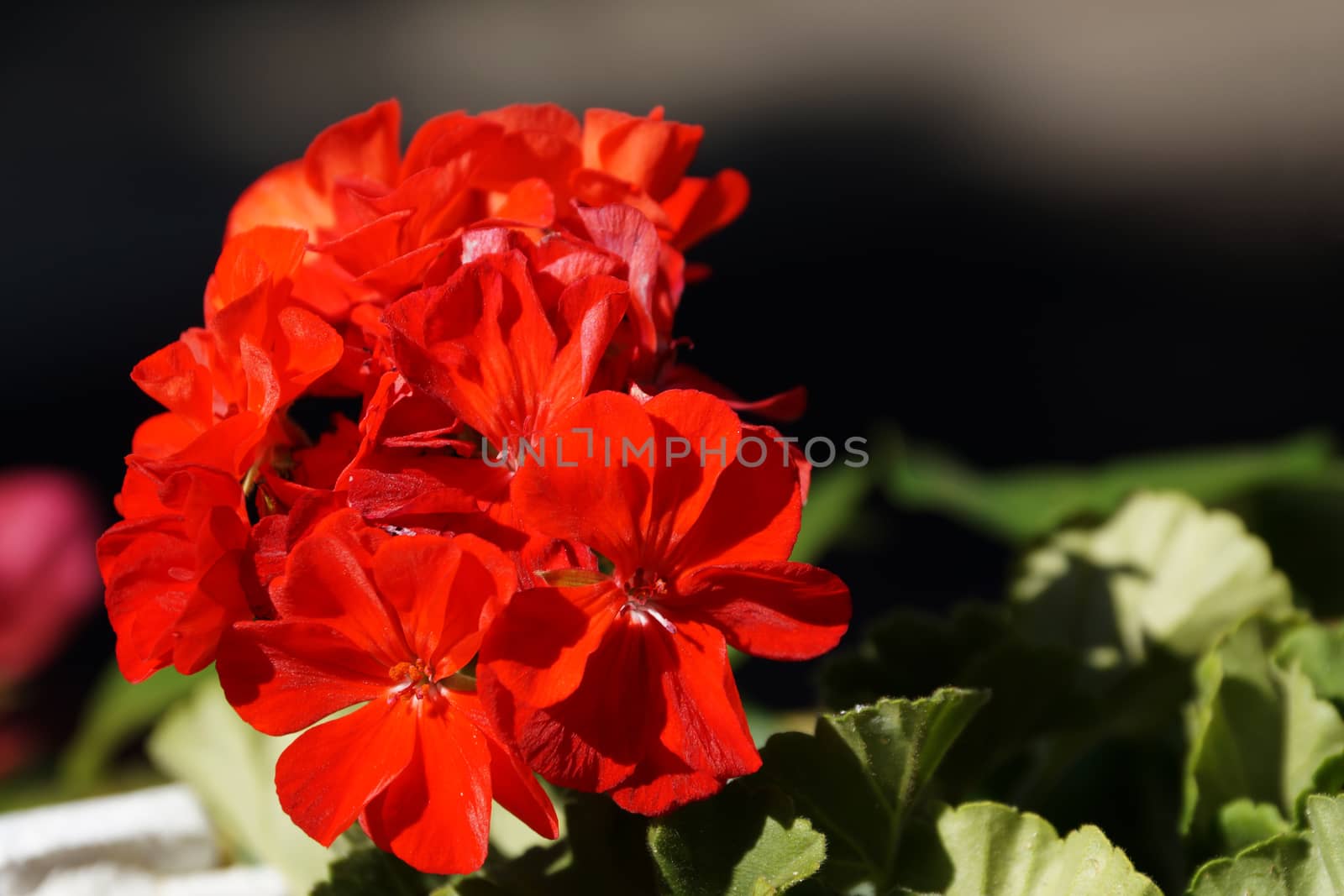 red geranium flowers close up on nature background.