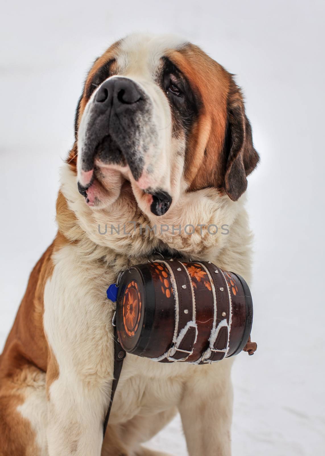 St. Bernard rescue dog with iconic barrel. by Ivanko