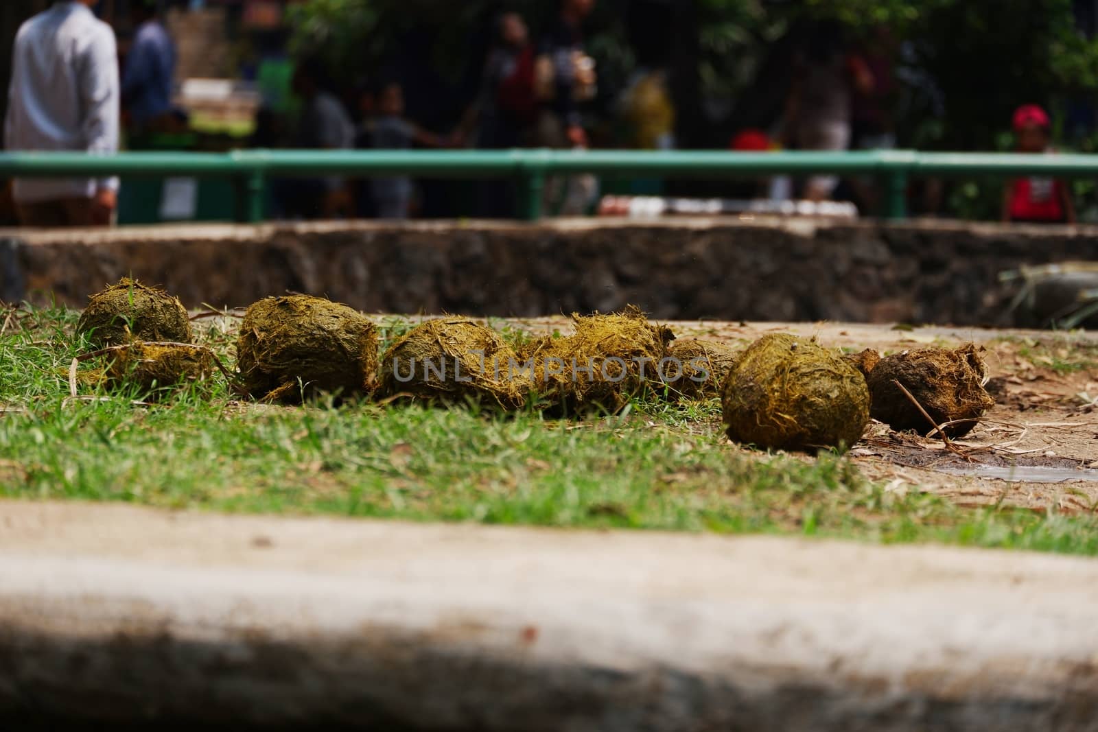 Sumatran elephant feces by pengejarsenja