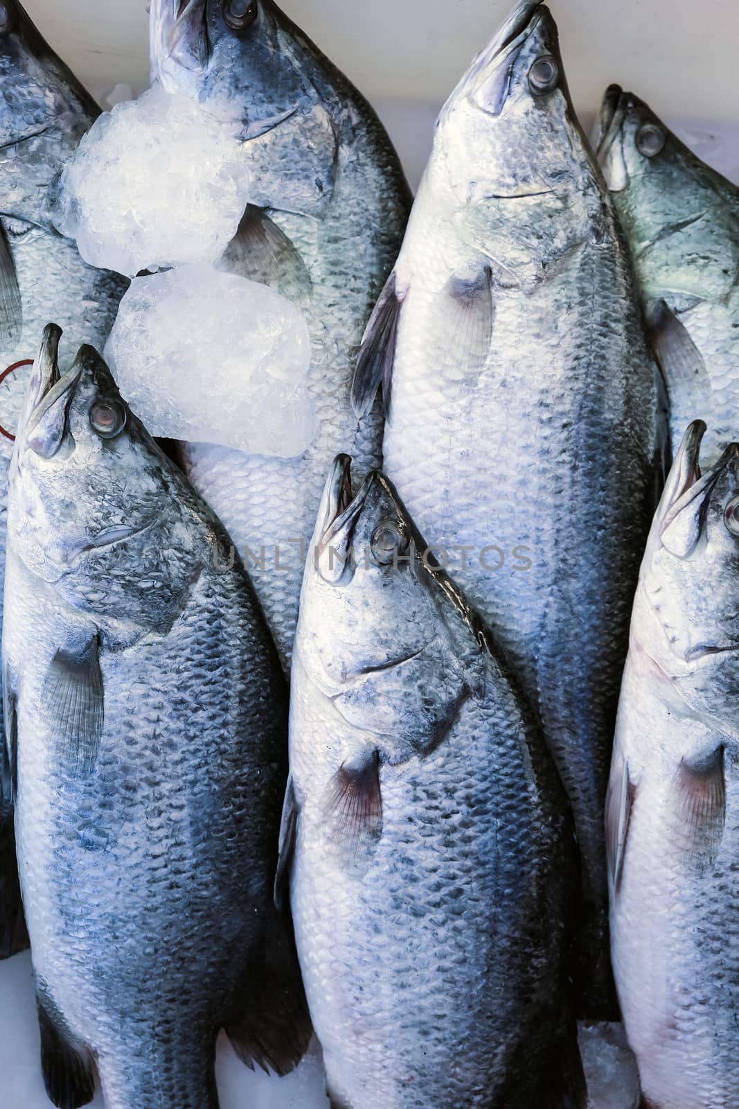 Seafood, Fresh Barramundi Fish in market by ponsulak