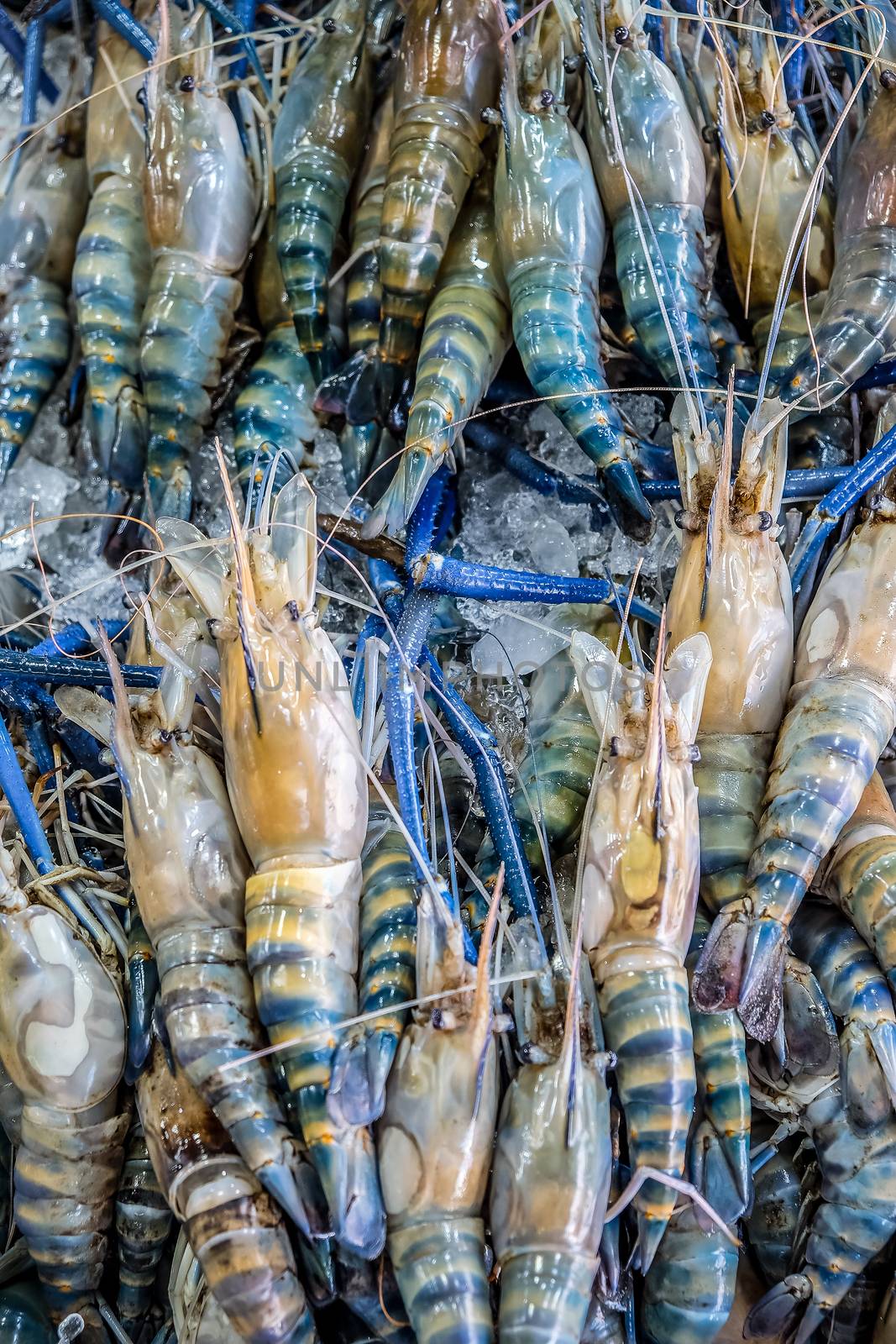 Fresh river shrimp in seafood market by ponsulak