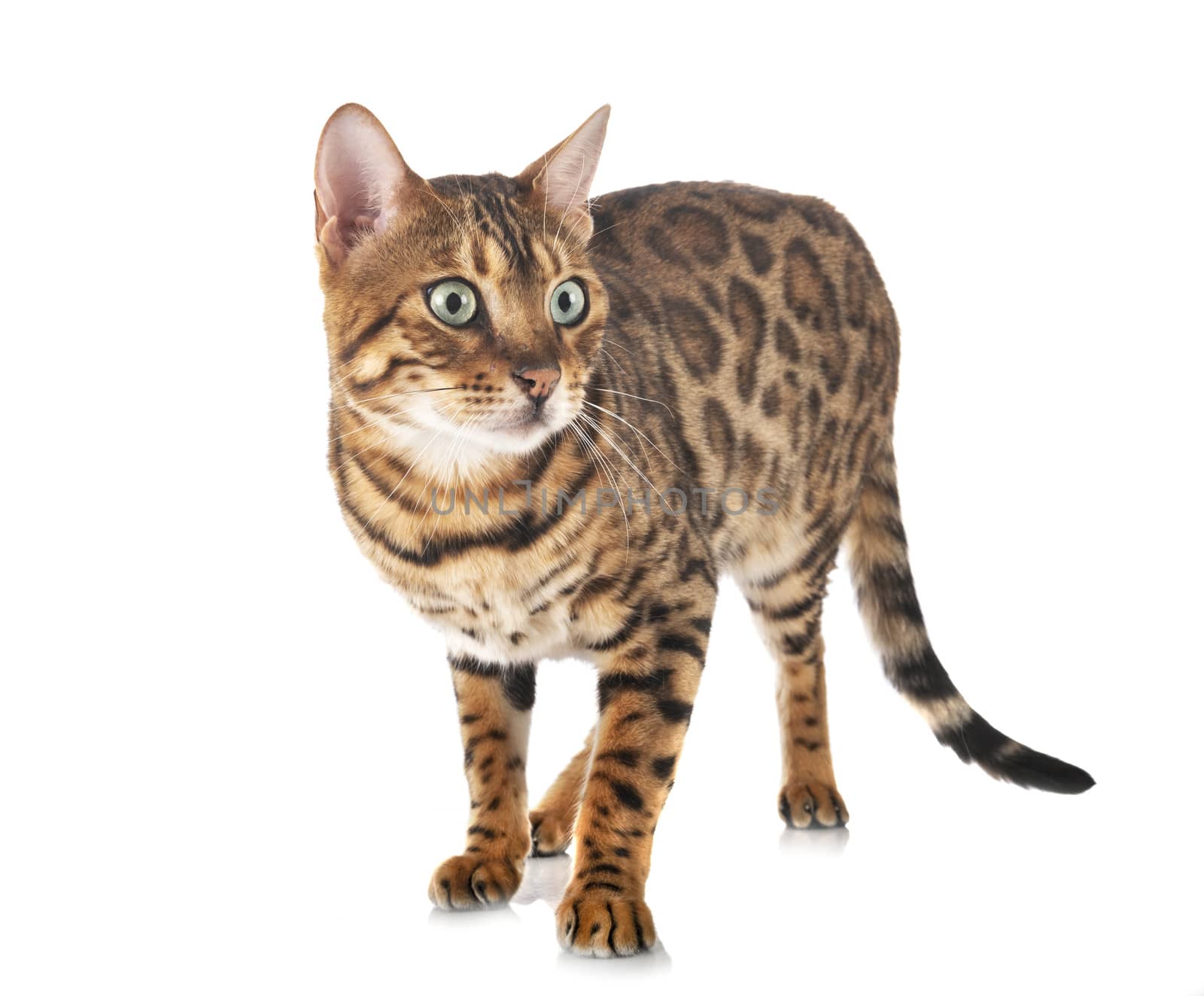 bengal cat in studio by cynoclub