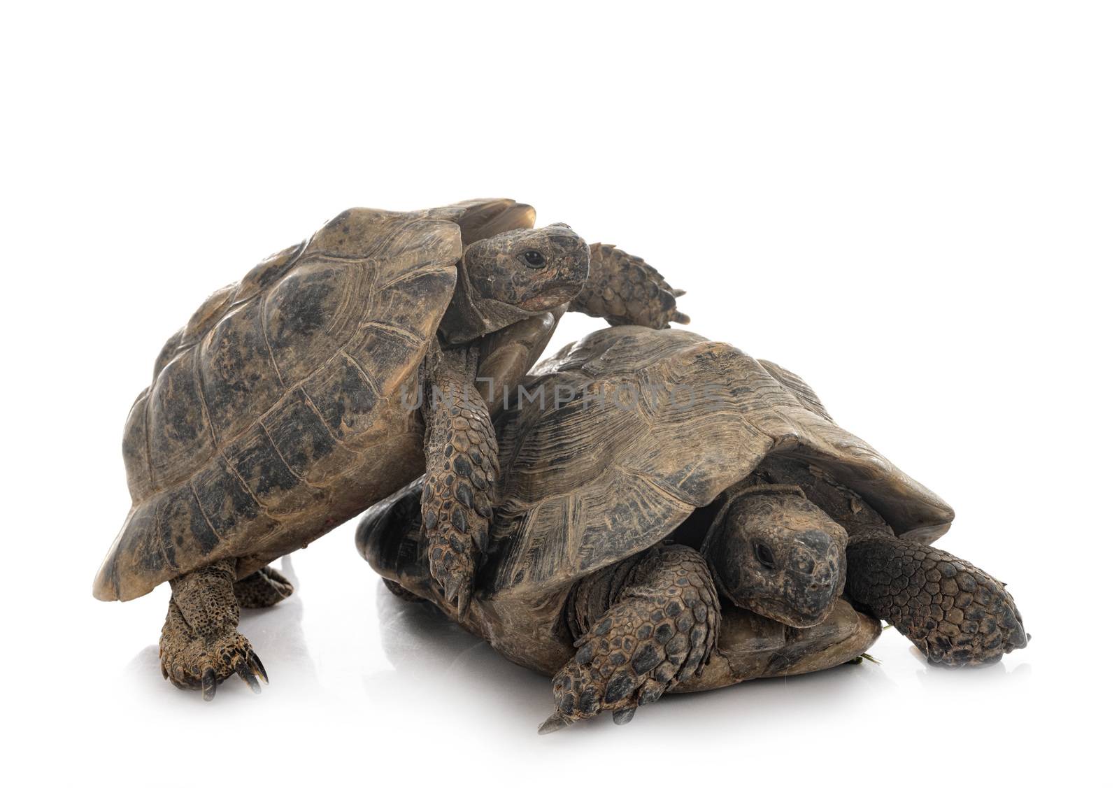Greek tortoises in front of white background