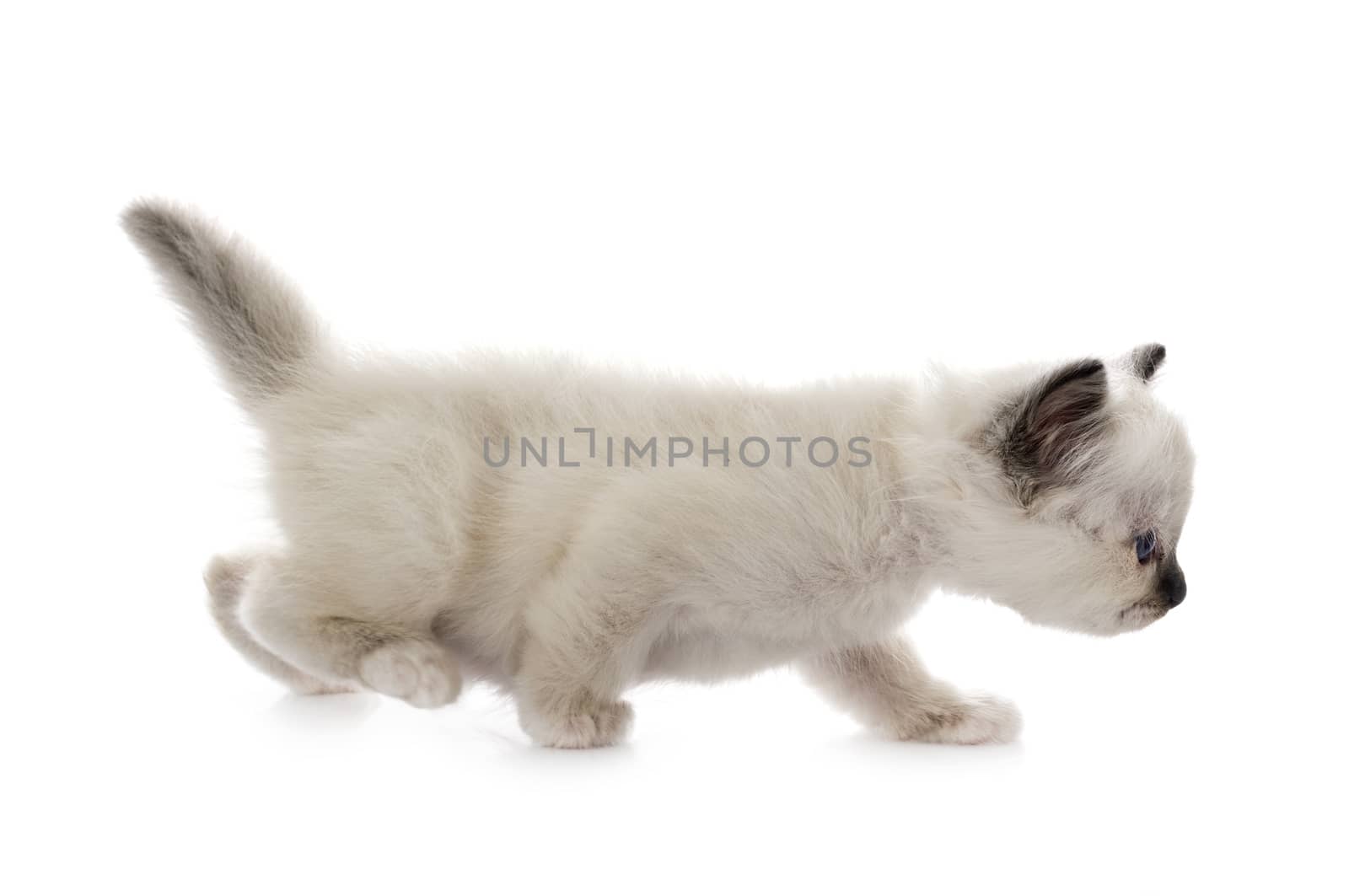 birman kitten in front of white background