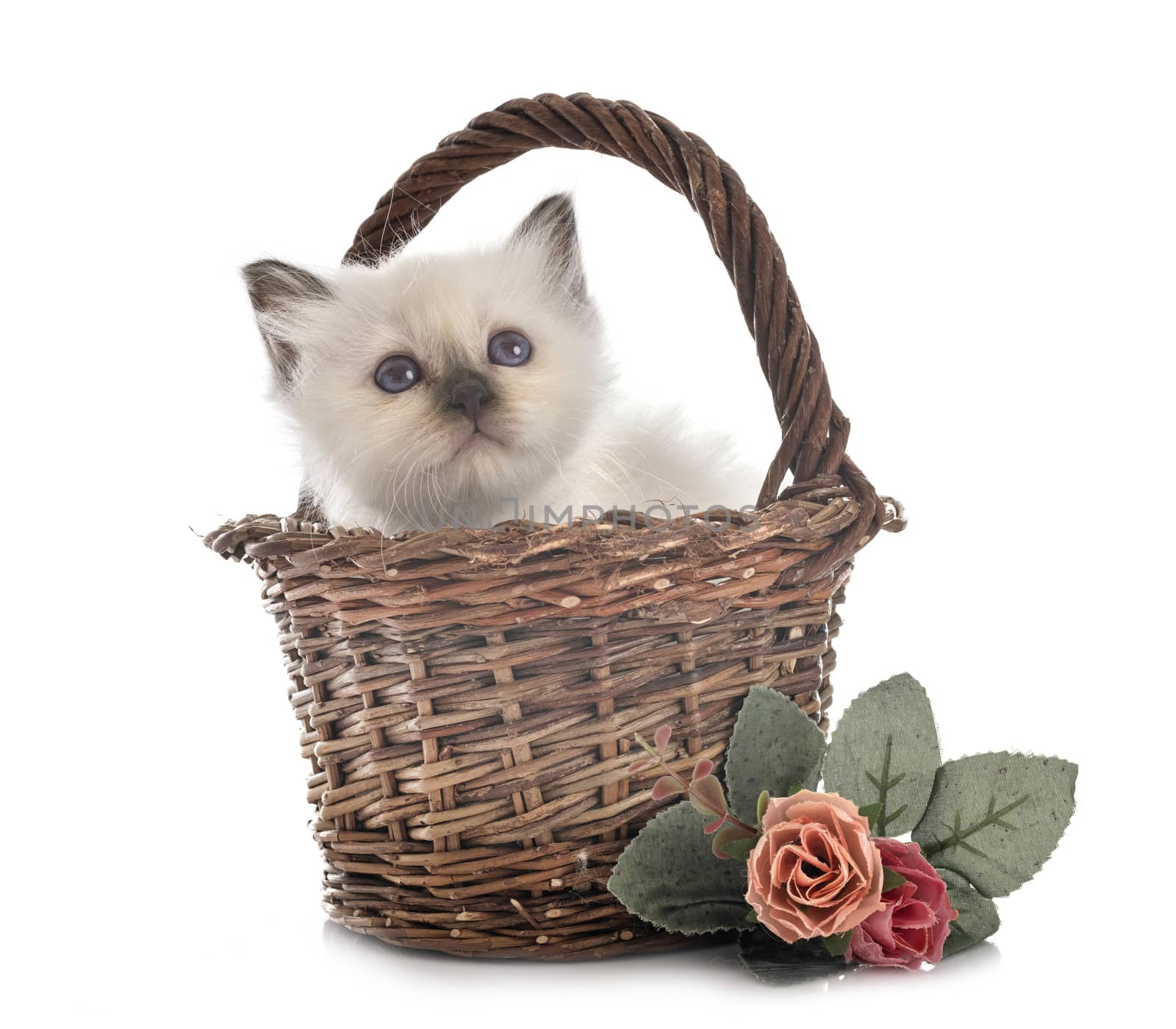 birman kitten in front of white background