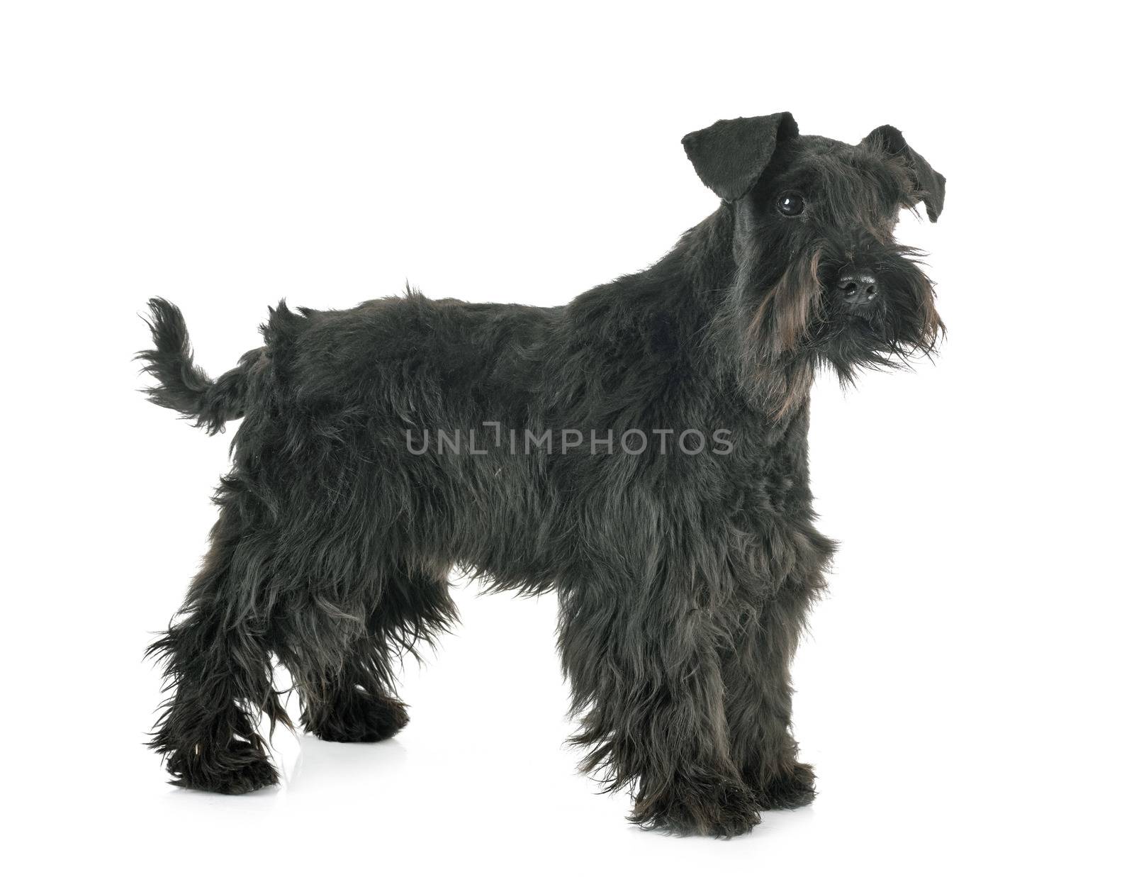 miniature schnauzer in front of white background