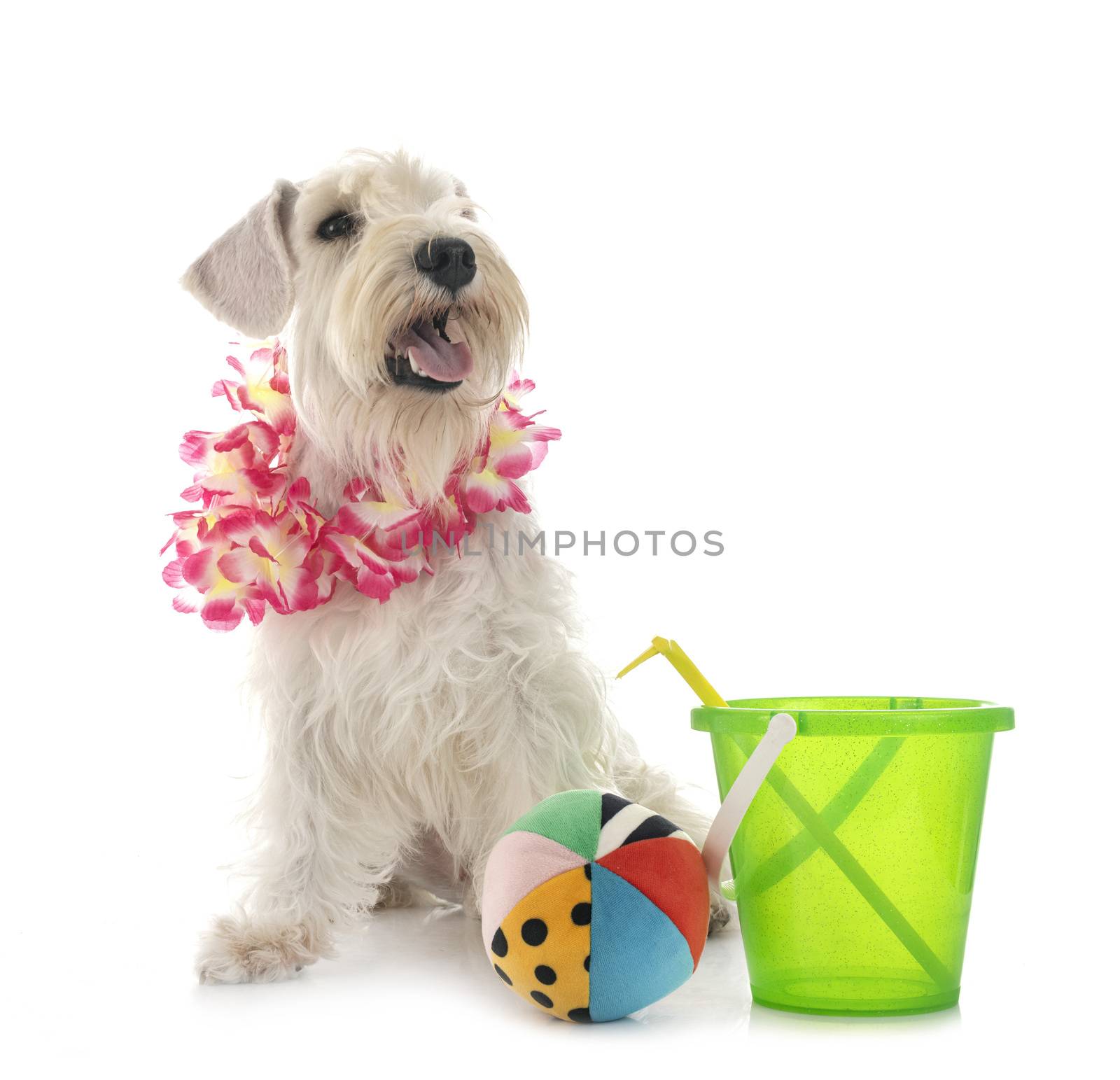 miniature schnauzer in front of white background