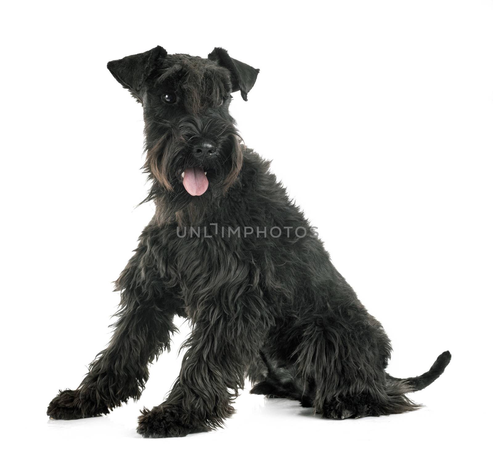 miniature schnauzer in front of white background