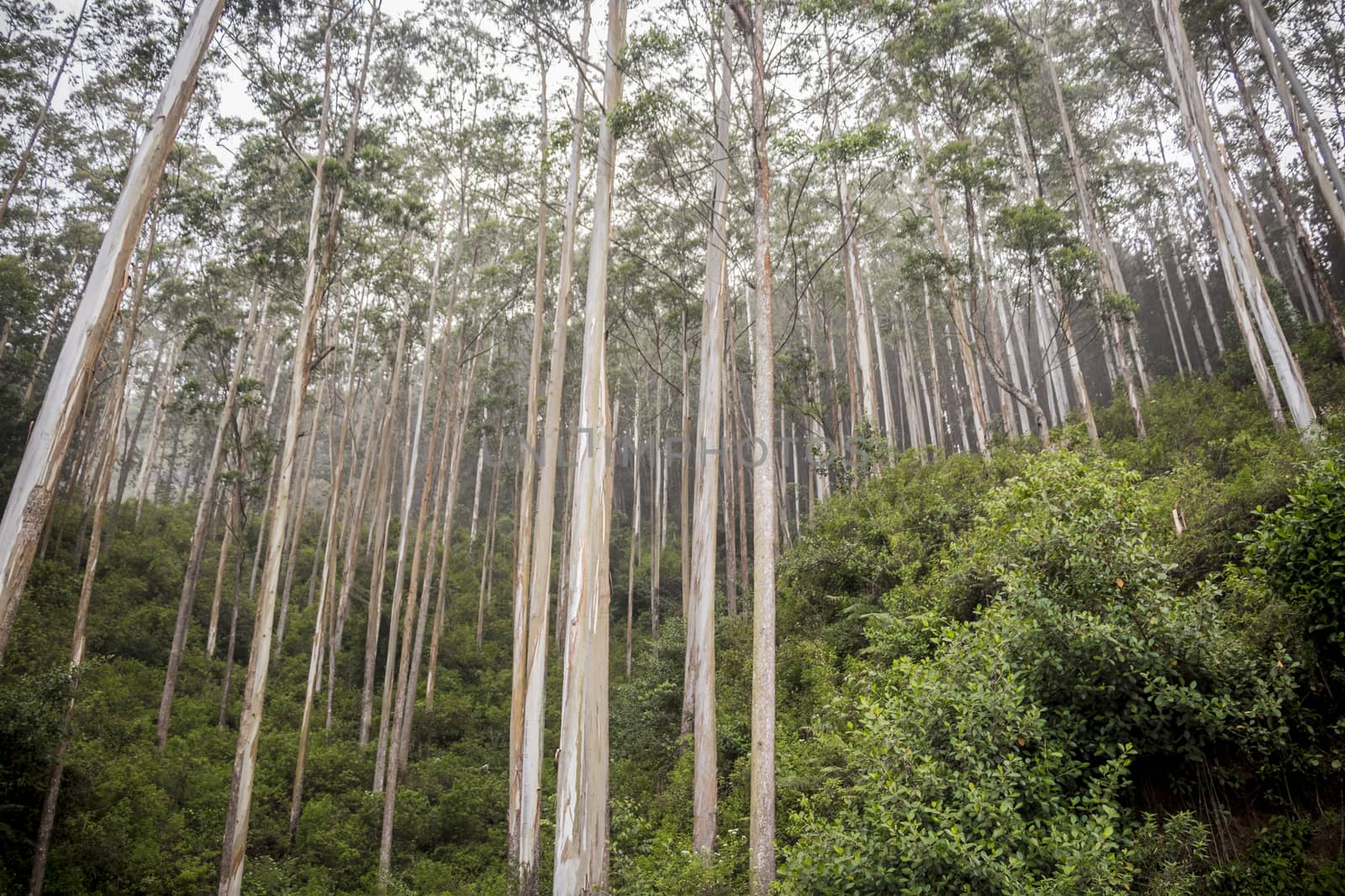 Exuberant nature and large forests in the mountains on the island Sri Lanka in the Indian Ocean.