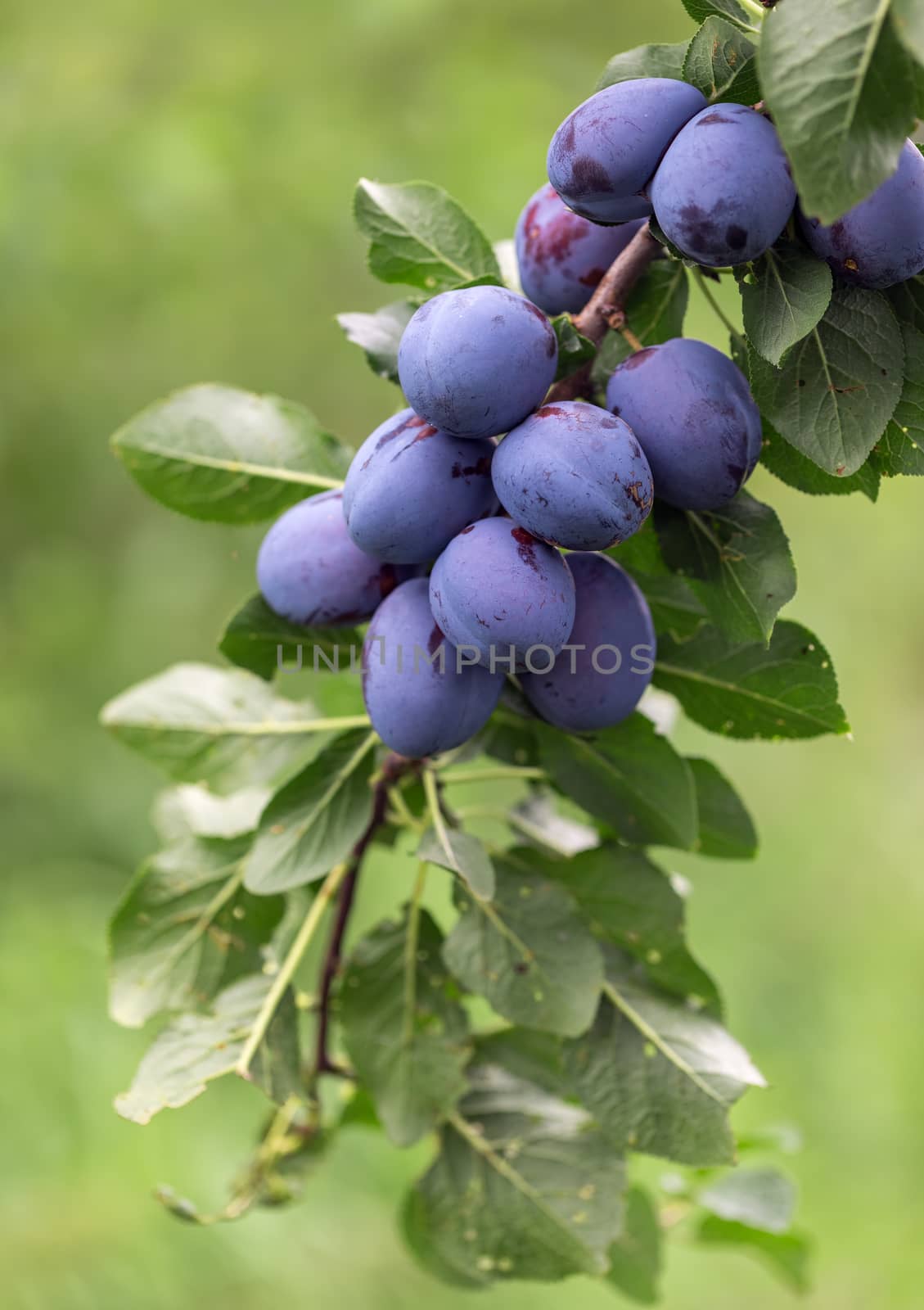 Tree Branch Full of ripe Plums by artush