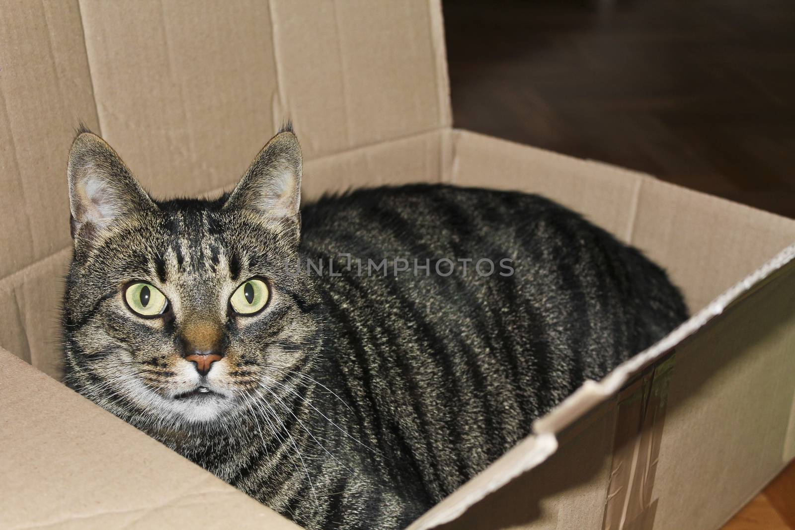 A cat in a box or packet. Cats love packaging. by Arkadij