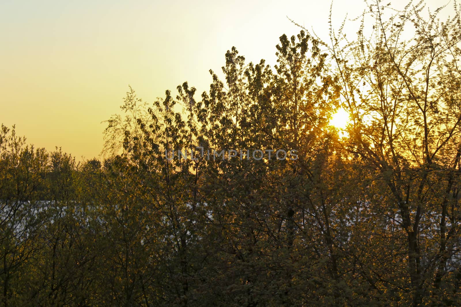 Sunset behind deciduous trees in northern Germany. by Arkadij