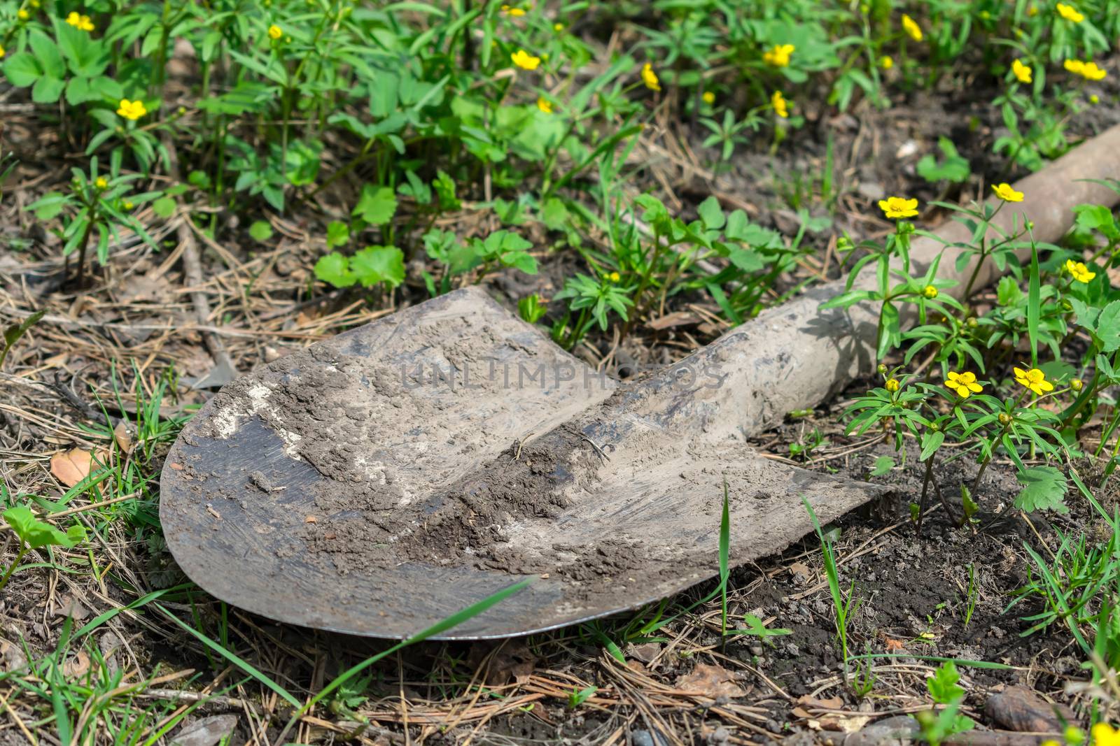 Dirty working shovel lies on the ground in the grass in the garden