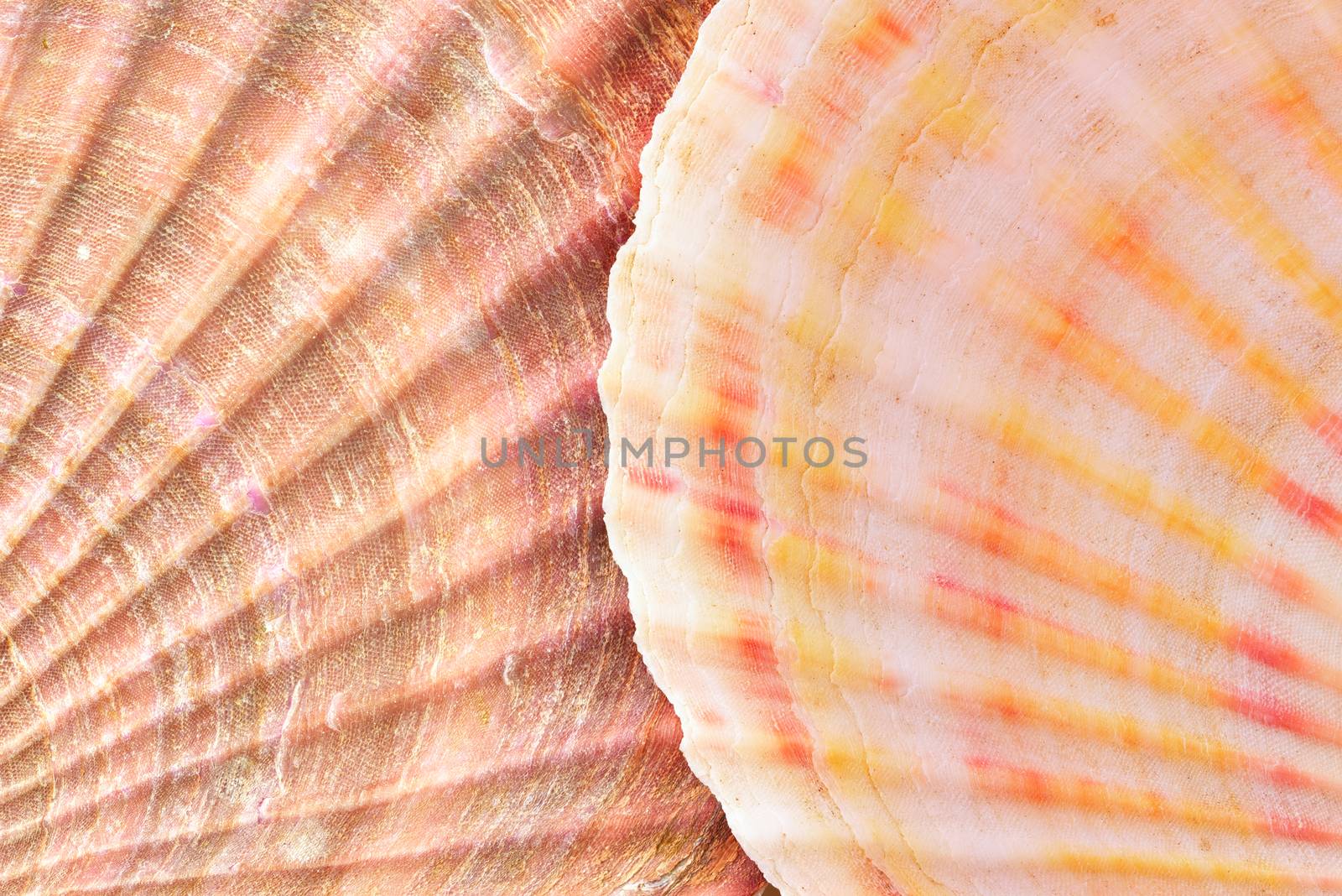 Shell. Sea mollusk. Background of the seashell