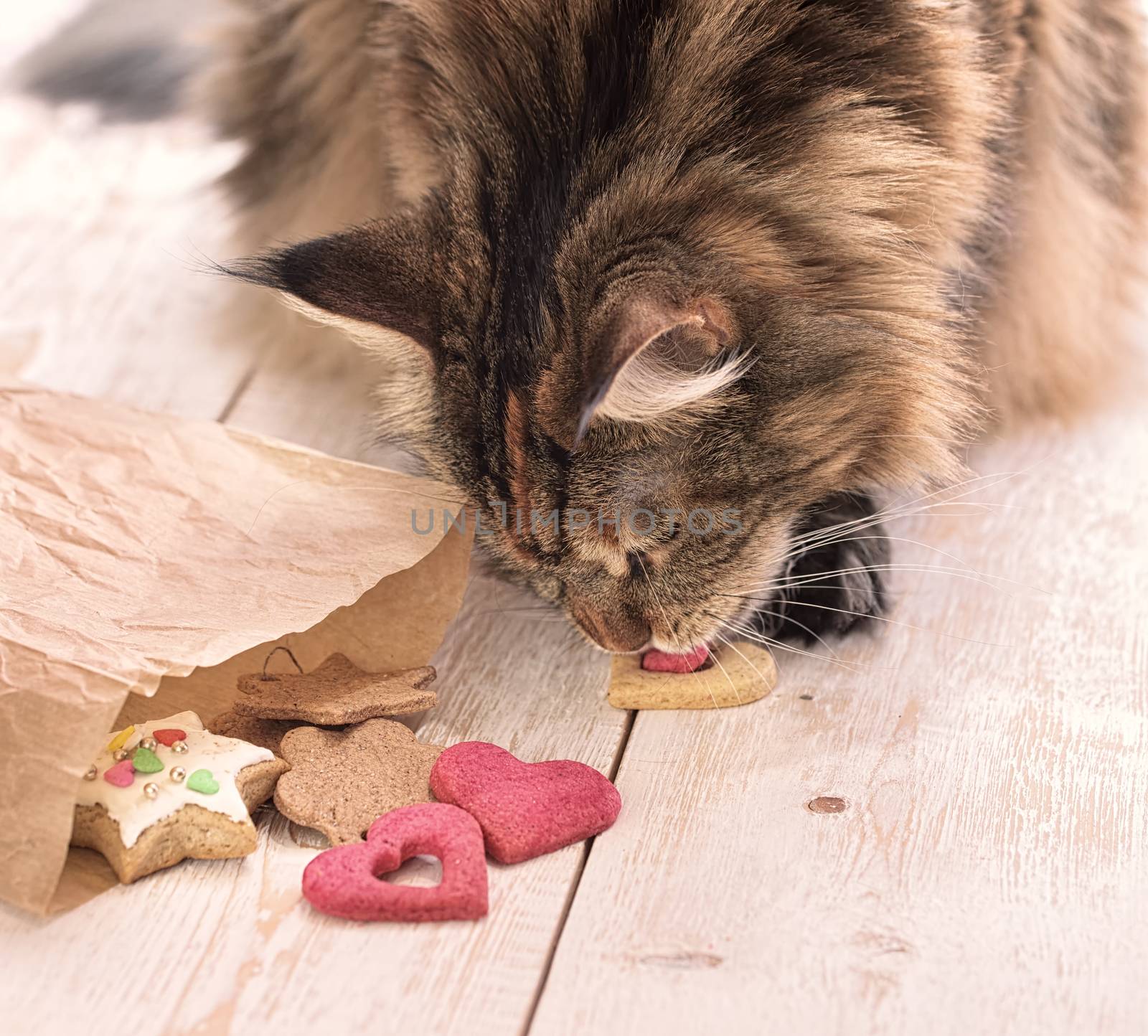 Cat eats on the table. Cat Maine coon steals food.